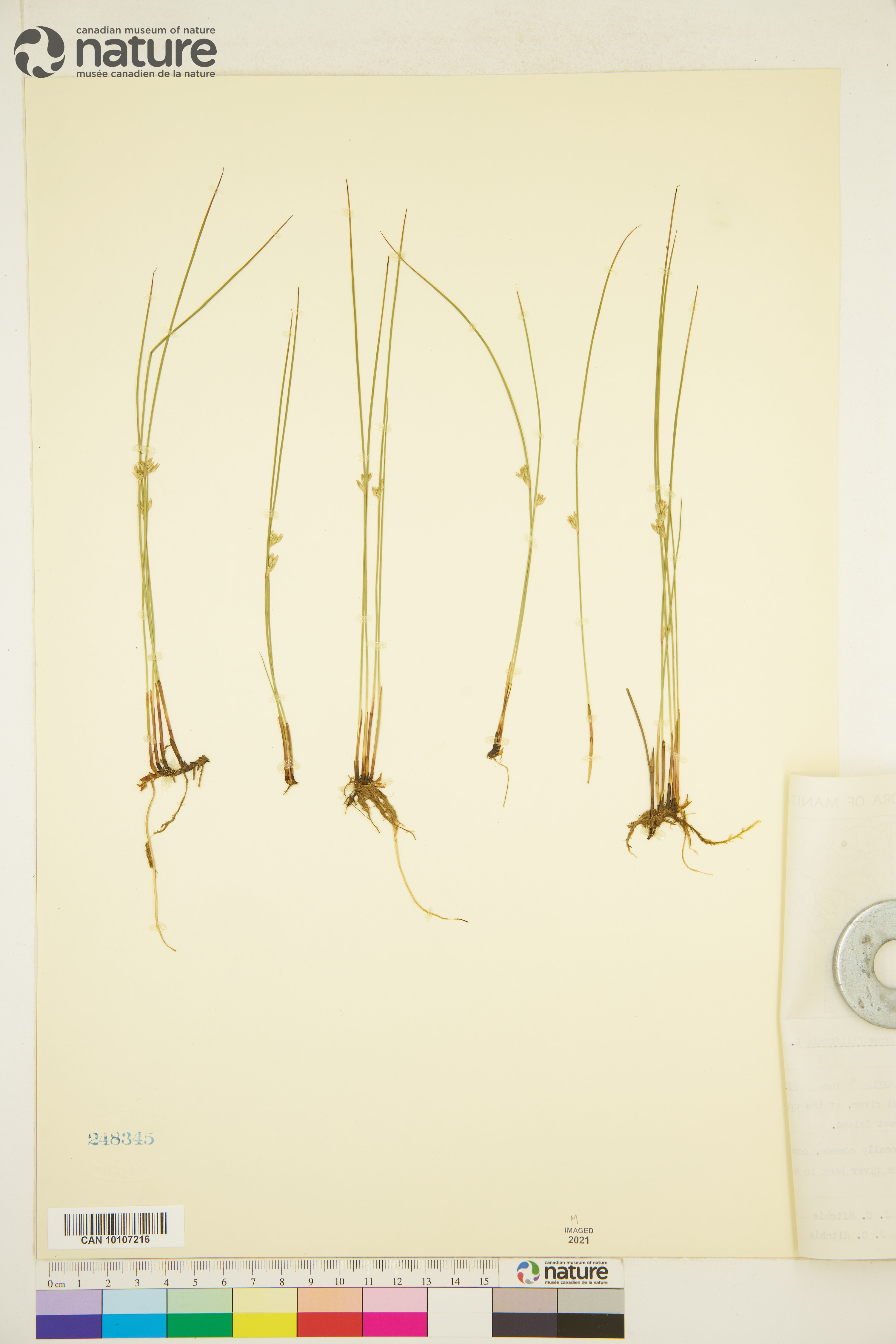 Juncus filiformis image