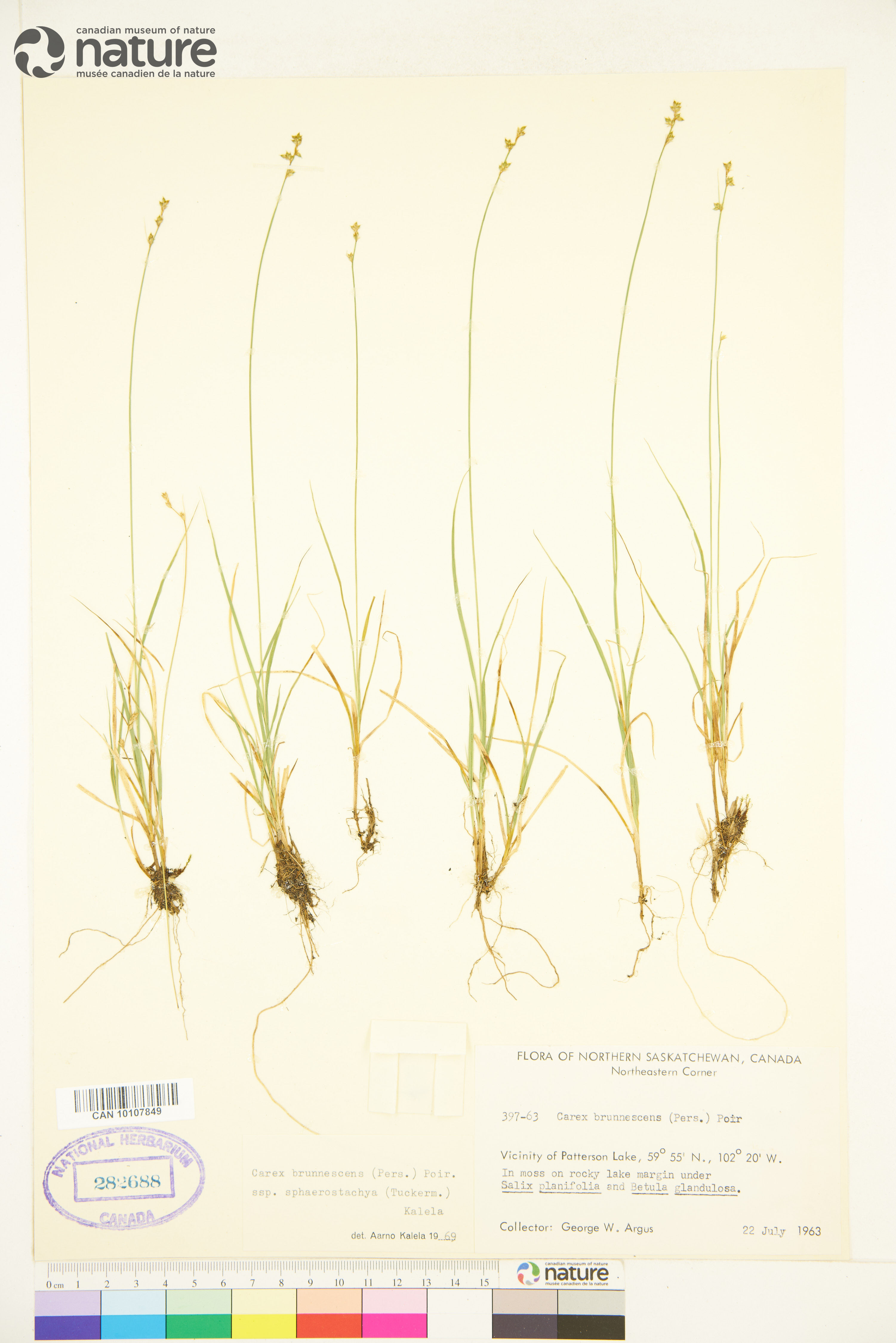 Carex aboriginum image