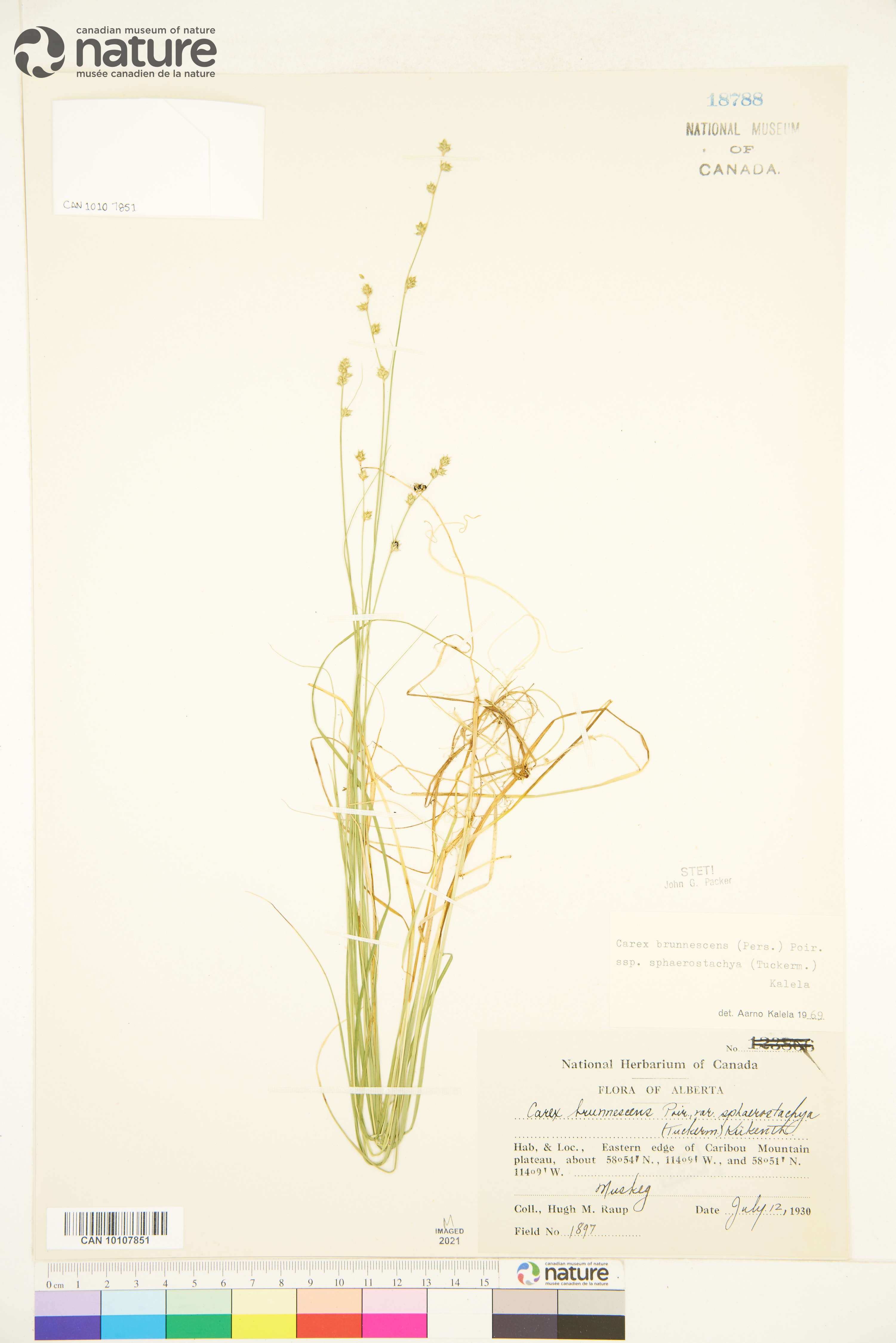 Carex aboriginum image