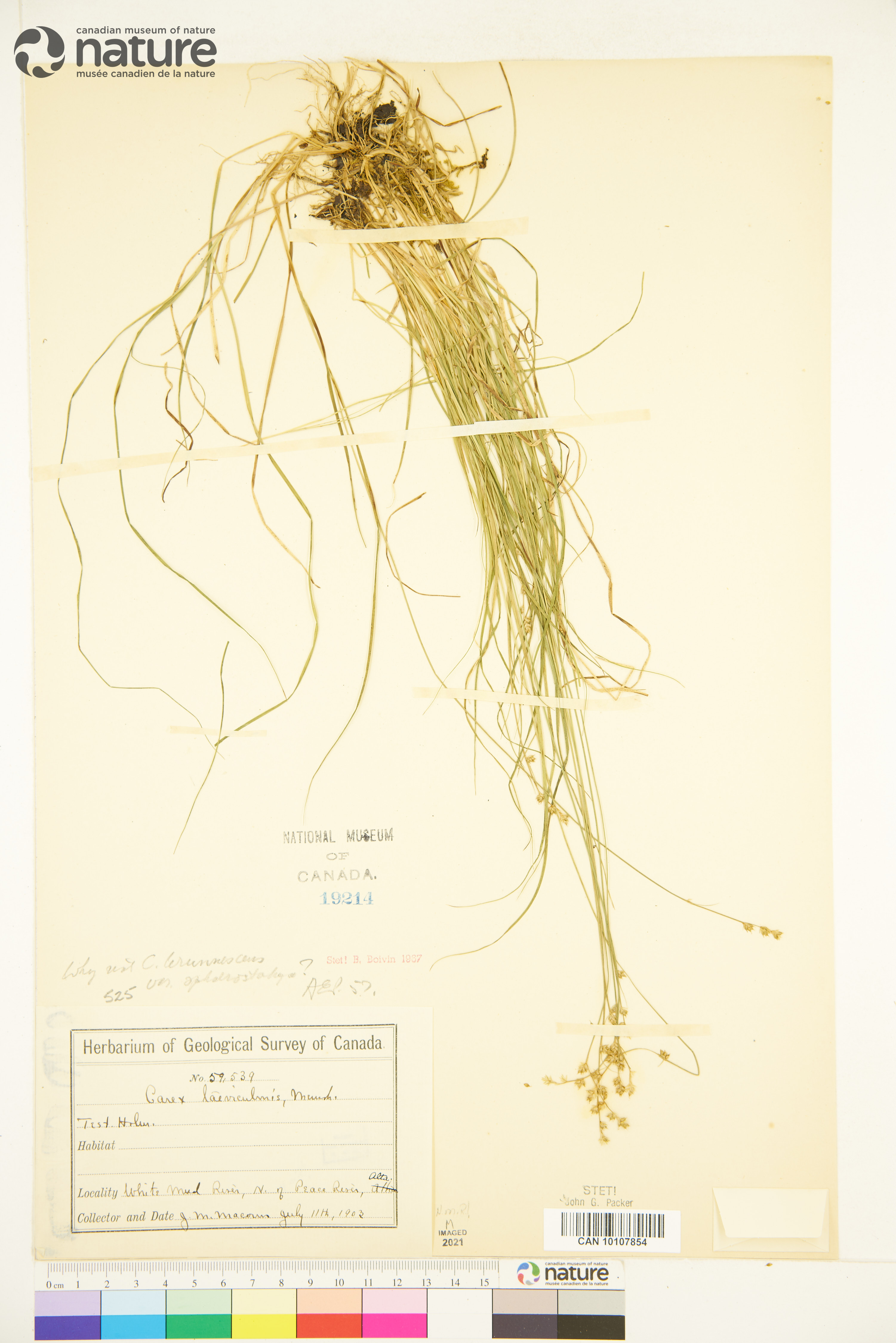 Carex aboriginum image