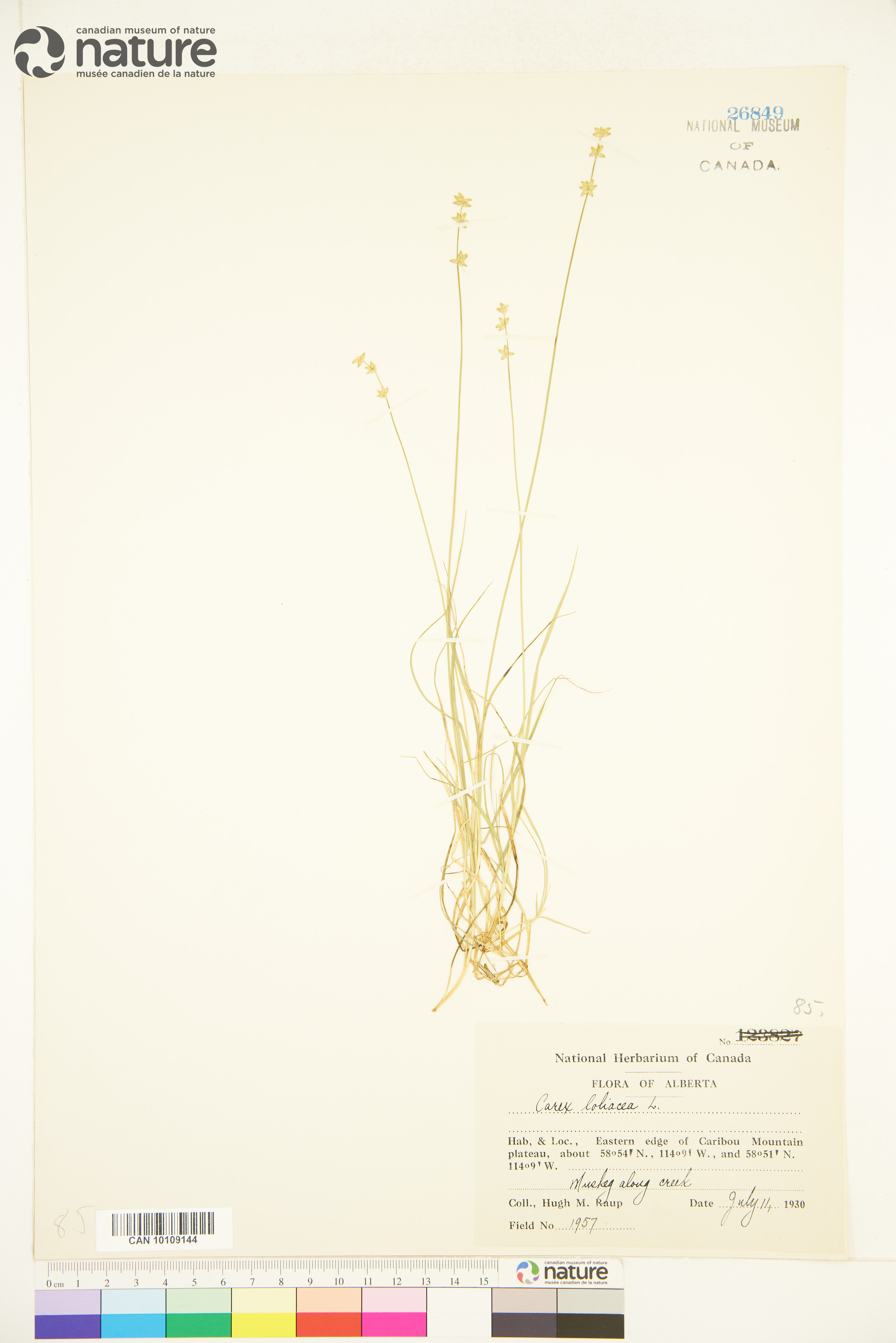 Carex loliacea image