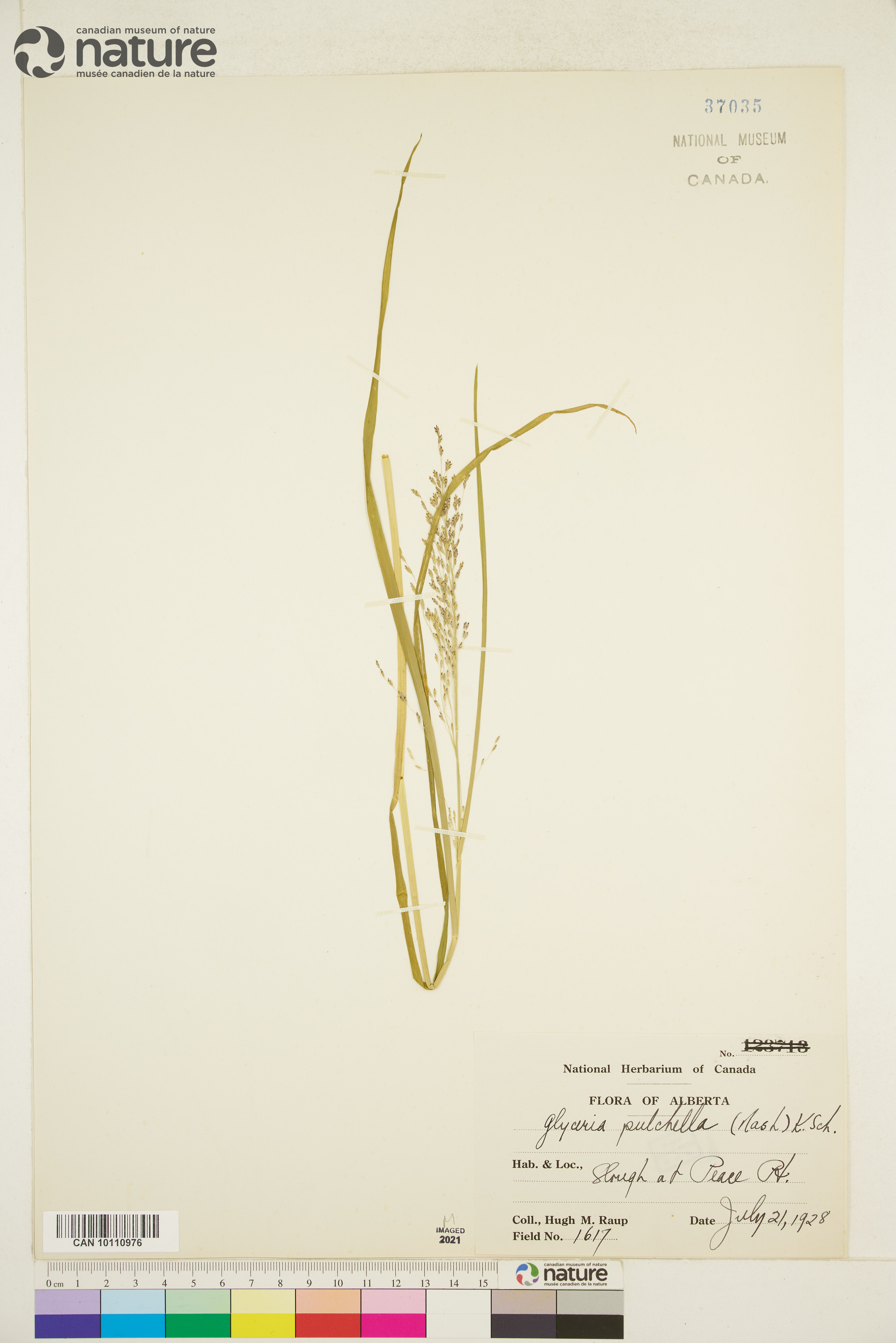 Glyceria pulchella image