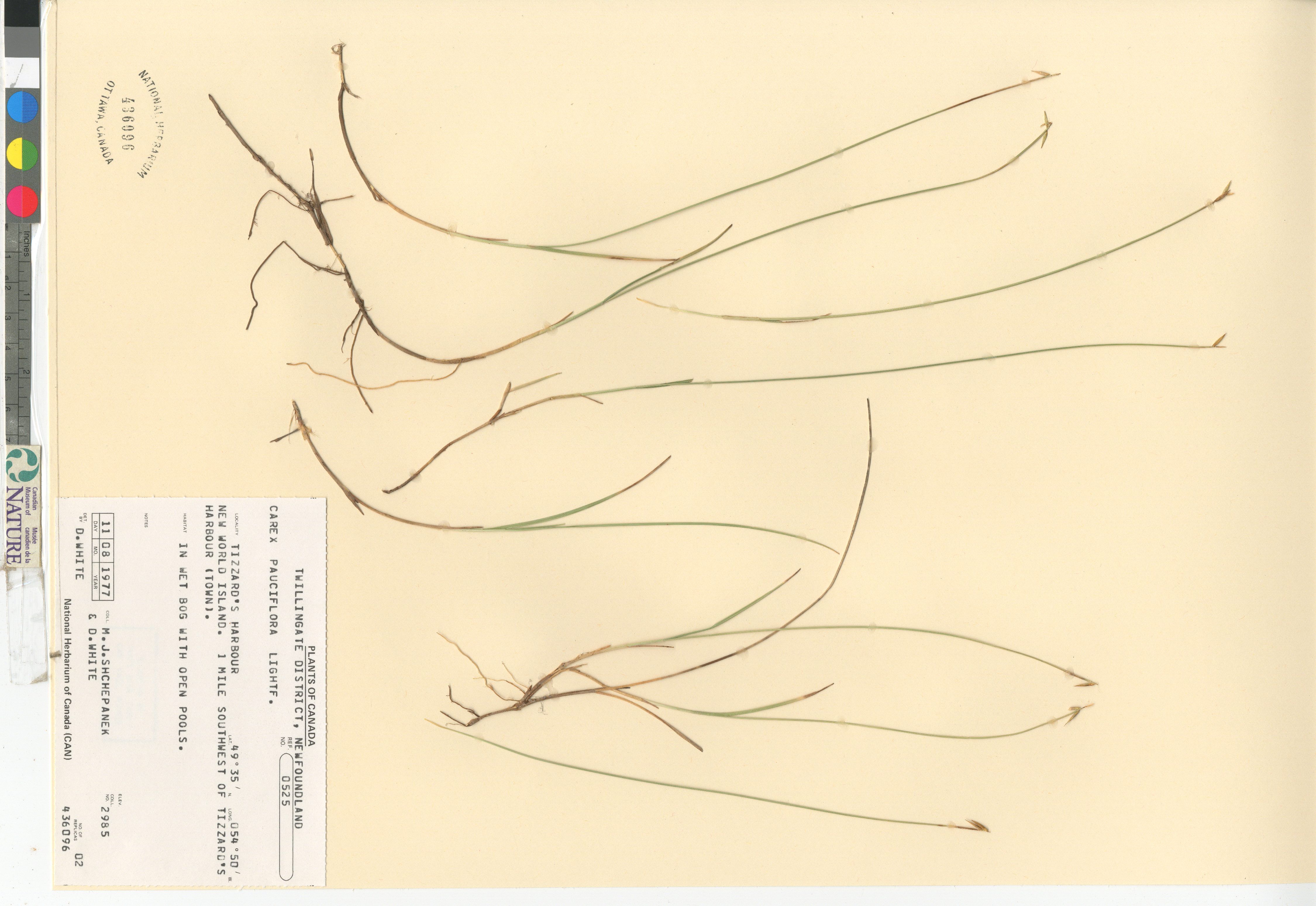 Carex pauciflora image