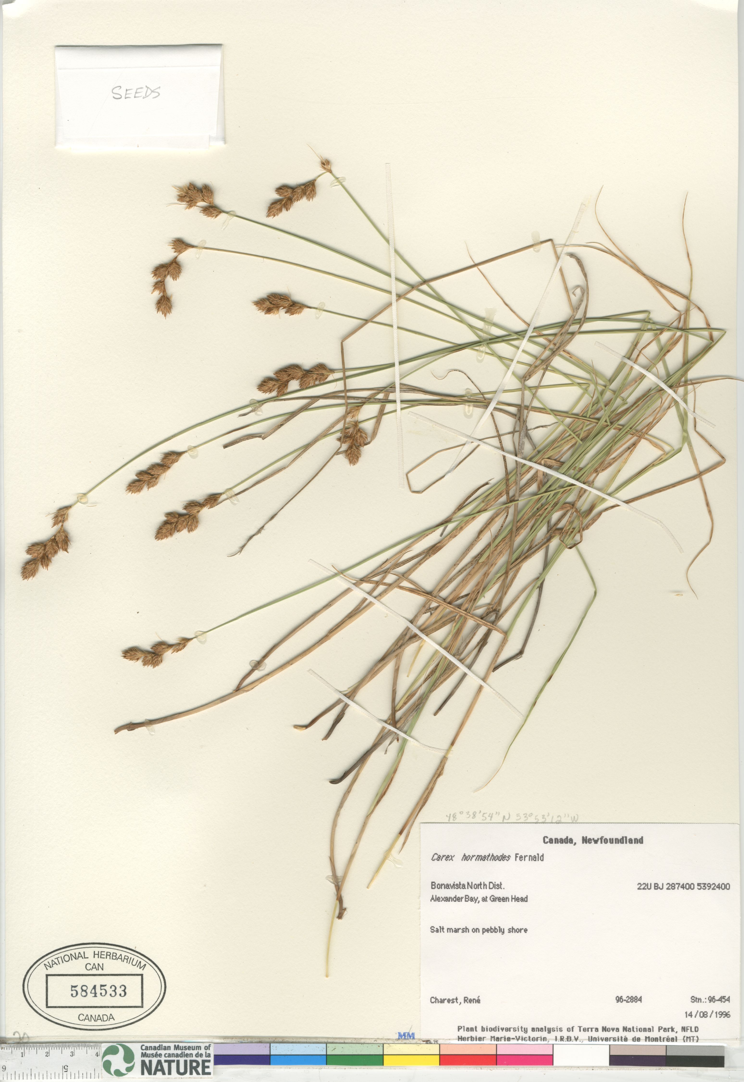 Carex hormathodes image