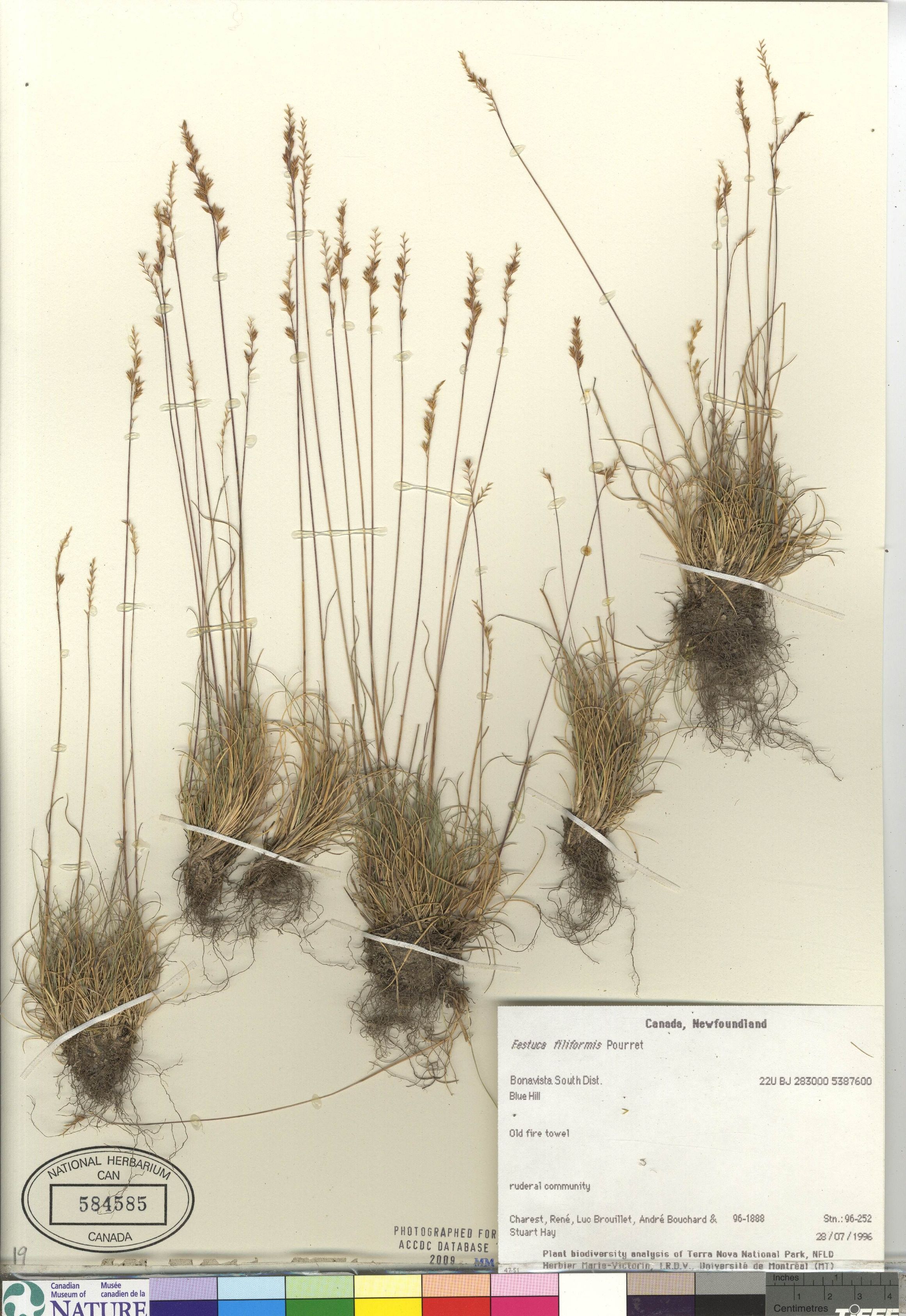 Festuca filiformis image