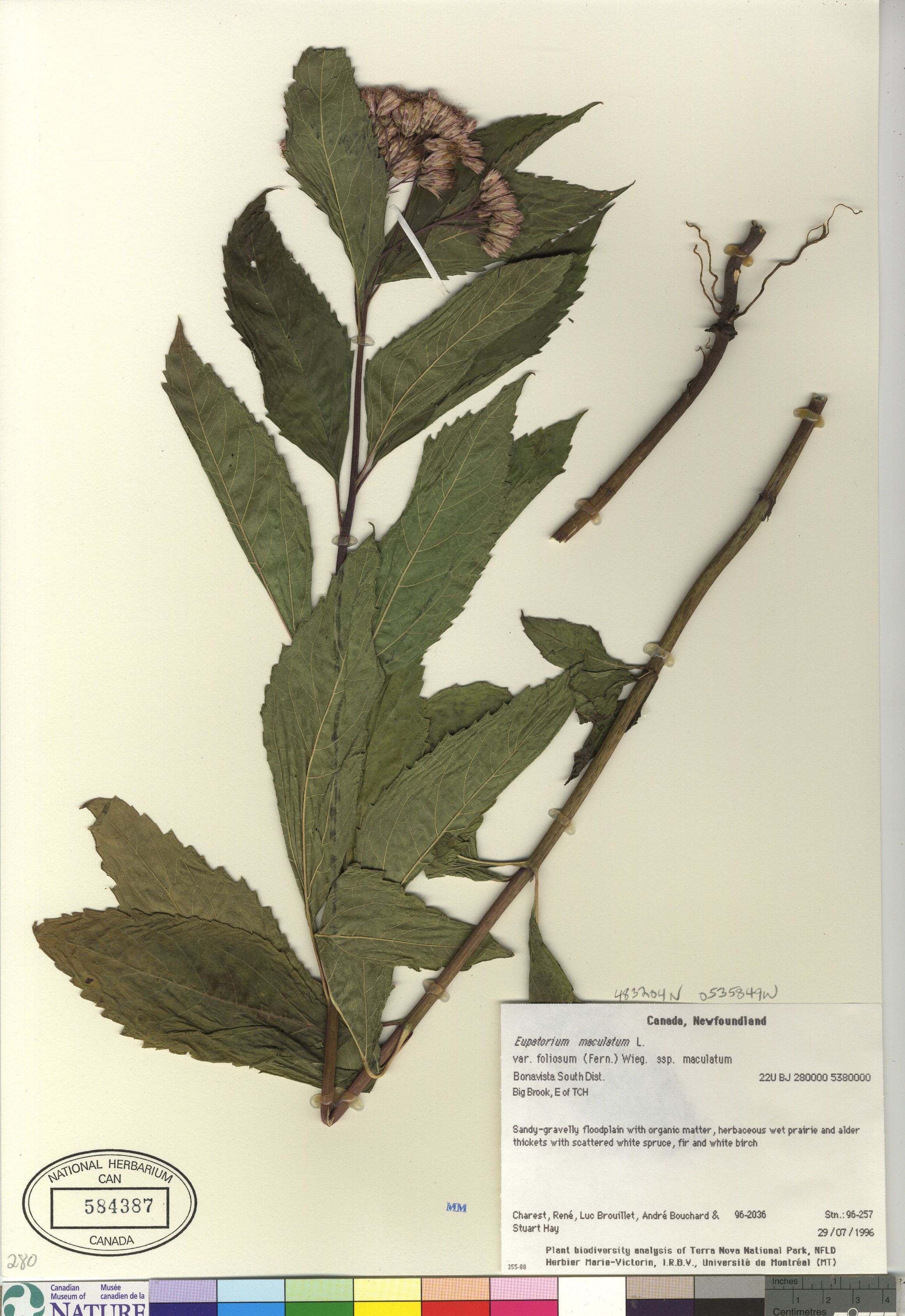 Eutrochium maculatum var. foliosum image