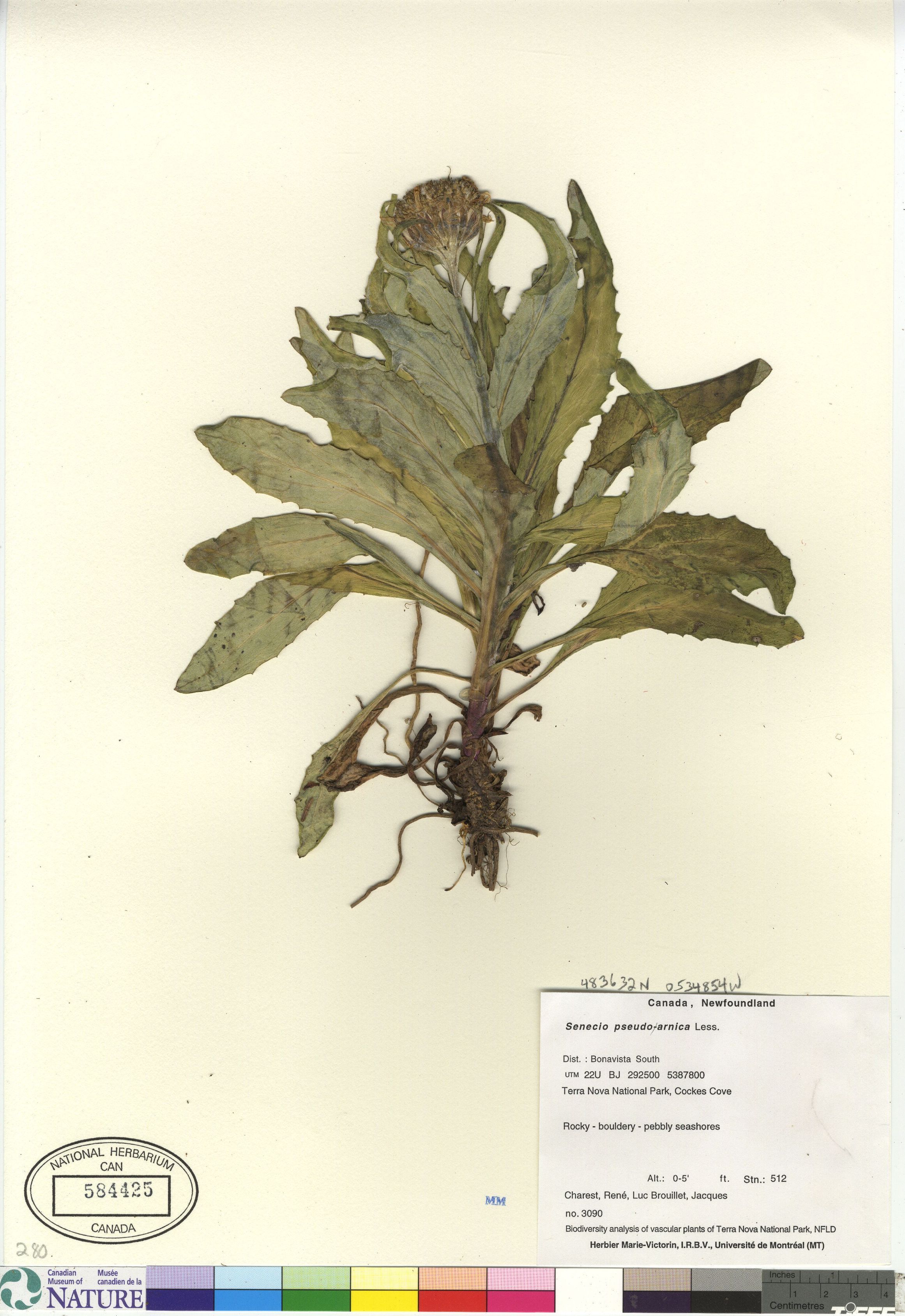 Senecio pseudoarnica image