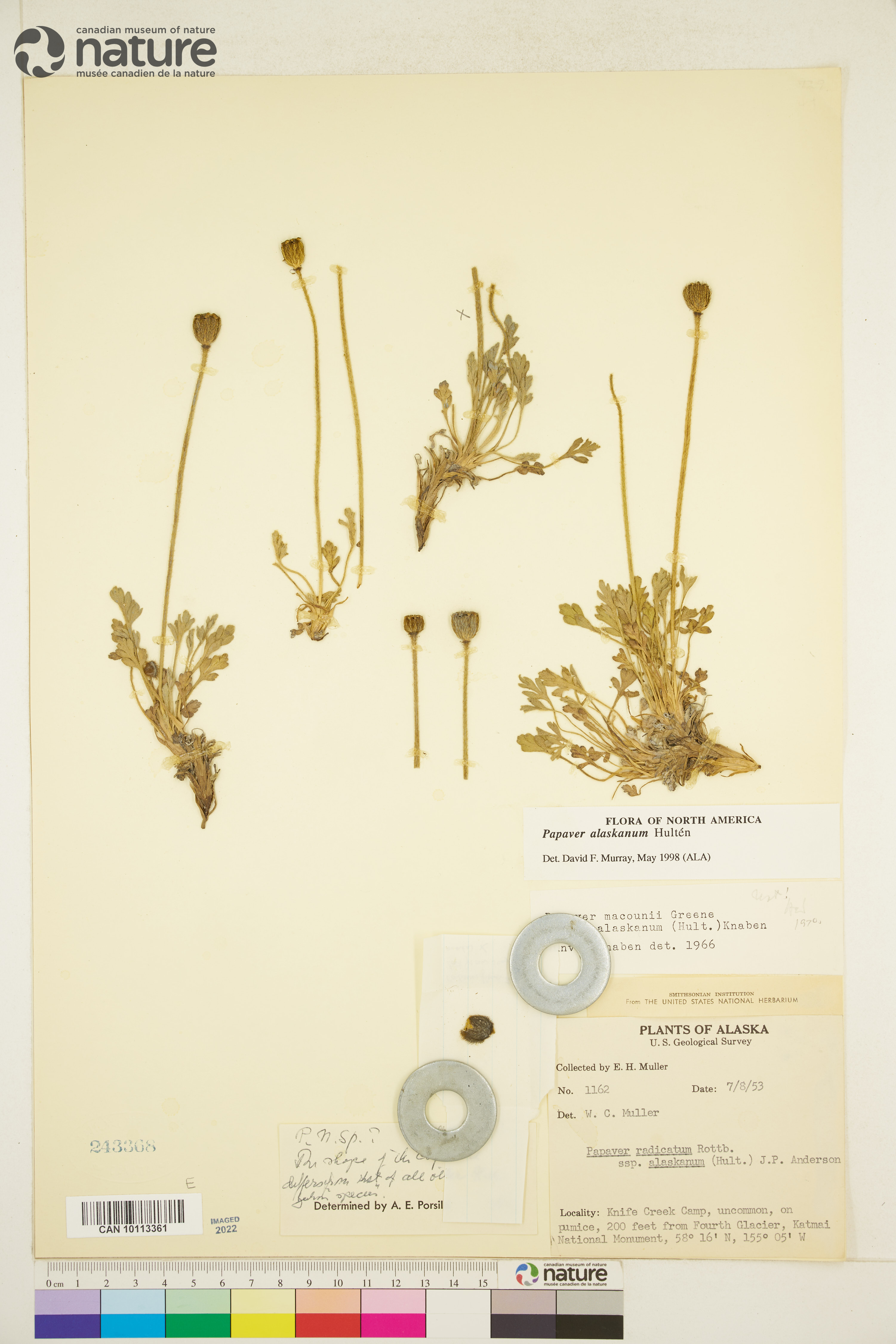 Papaver alaskanum image