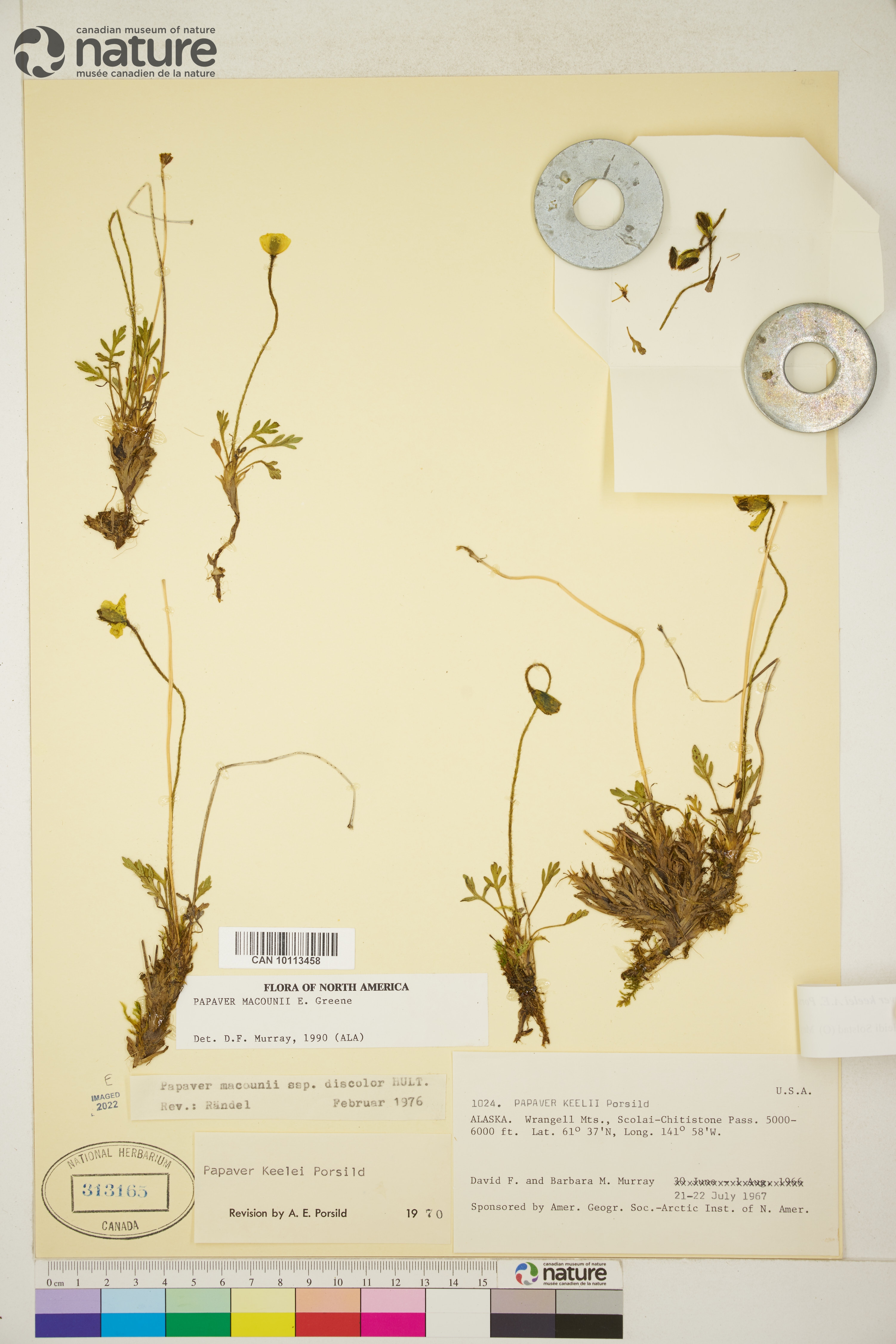 Papaver keelei image