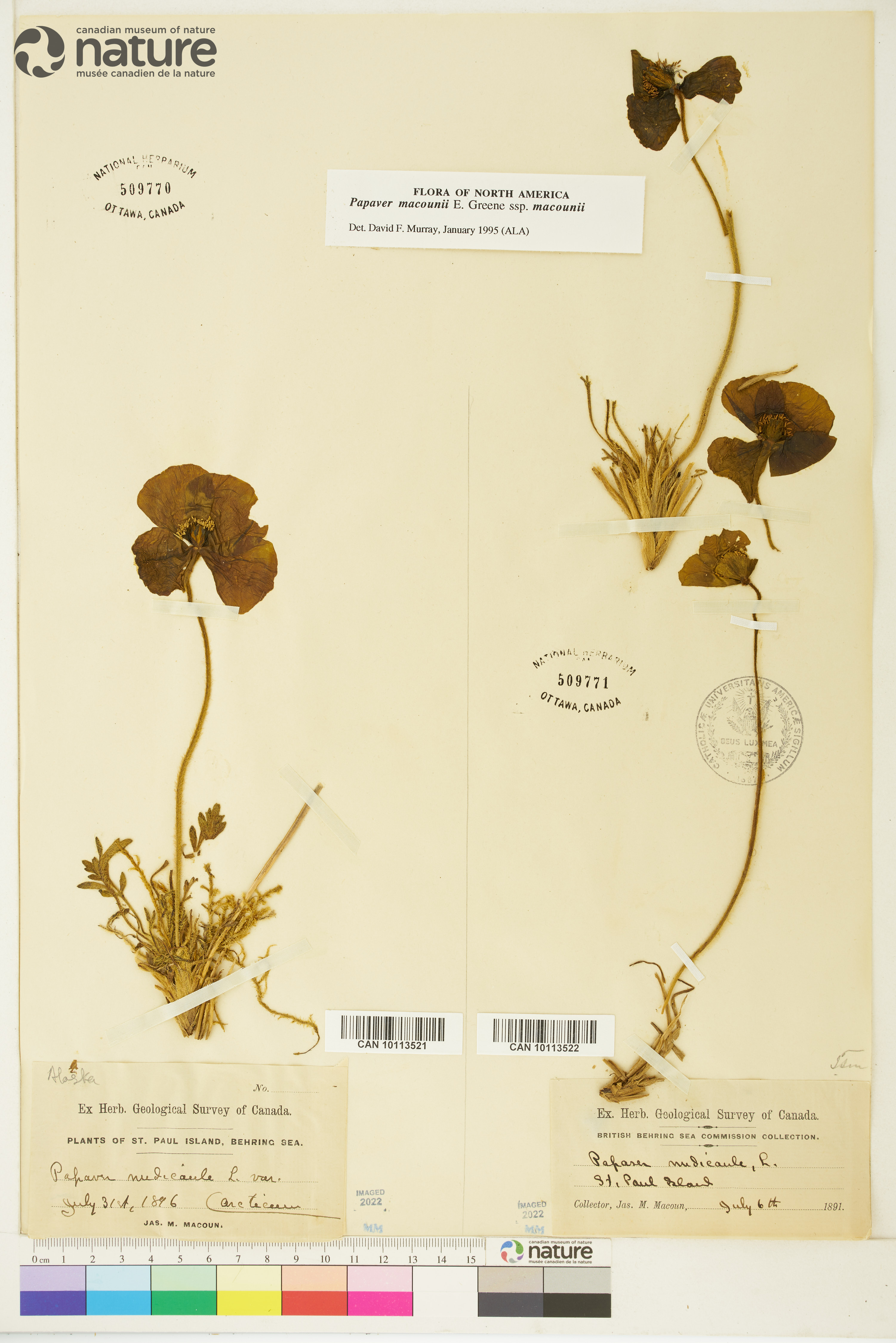 Papaver macounii subsp. macounii image