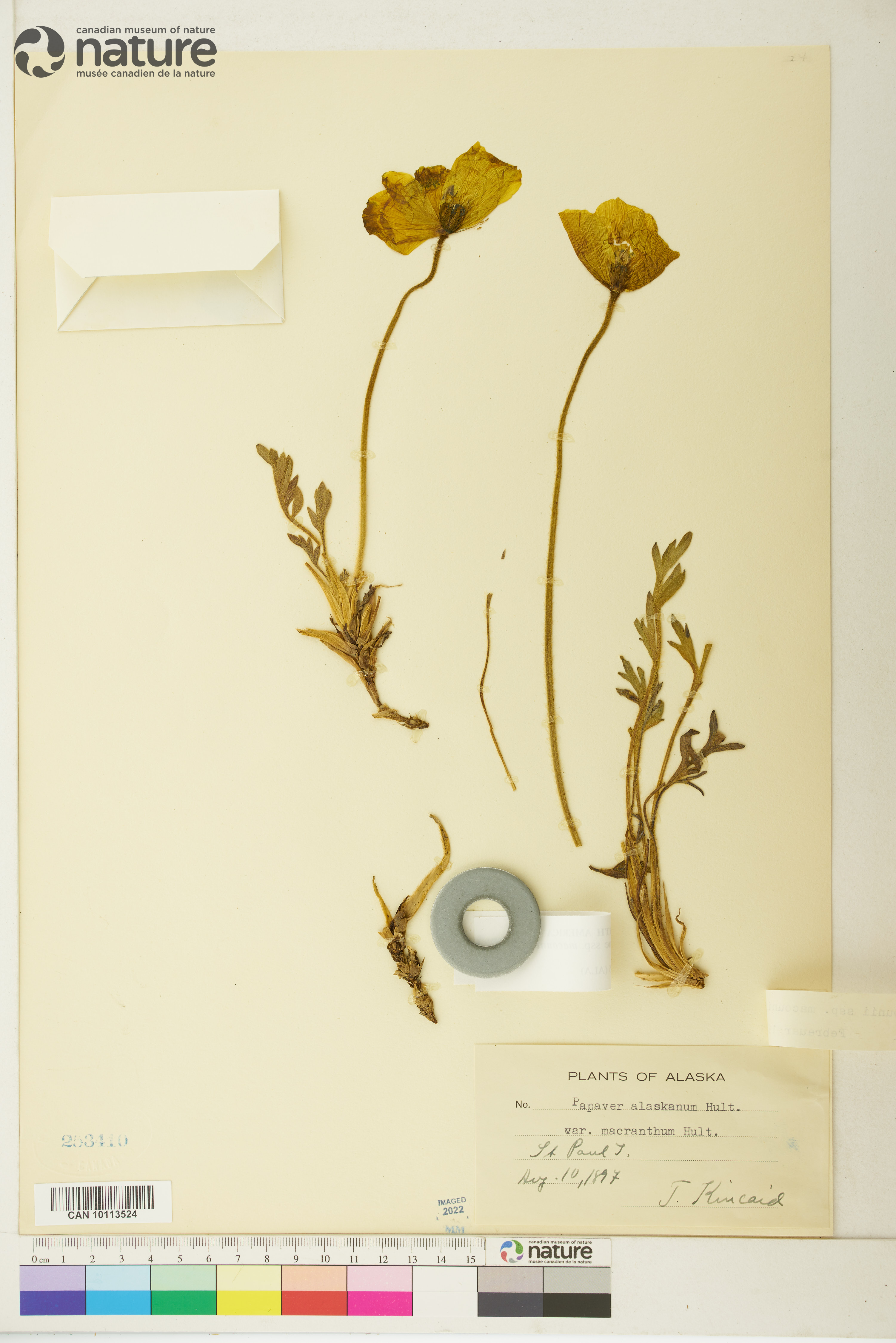 Papaver macounii subsp. macounii image