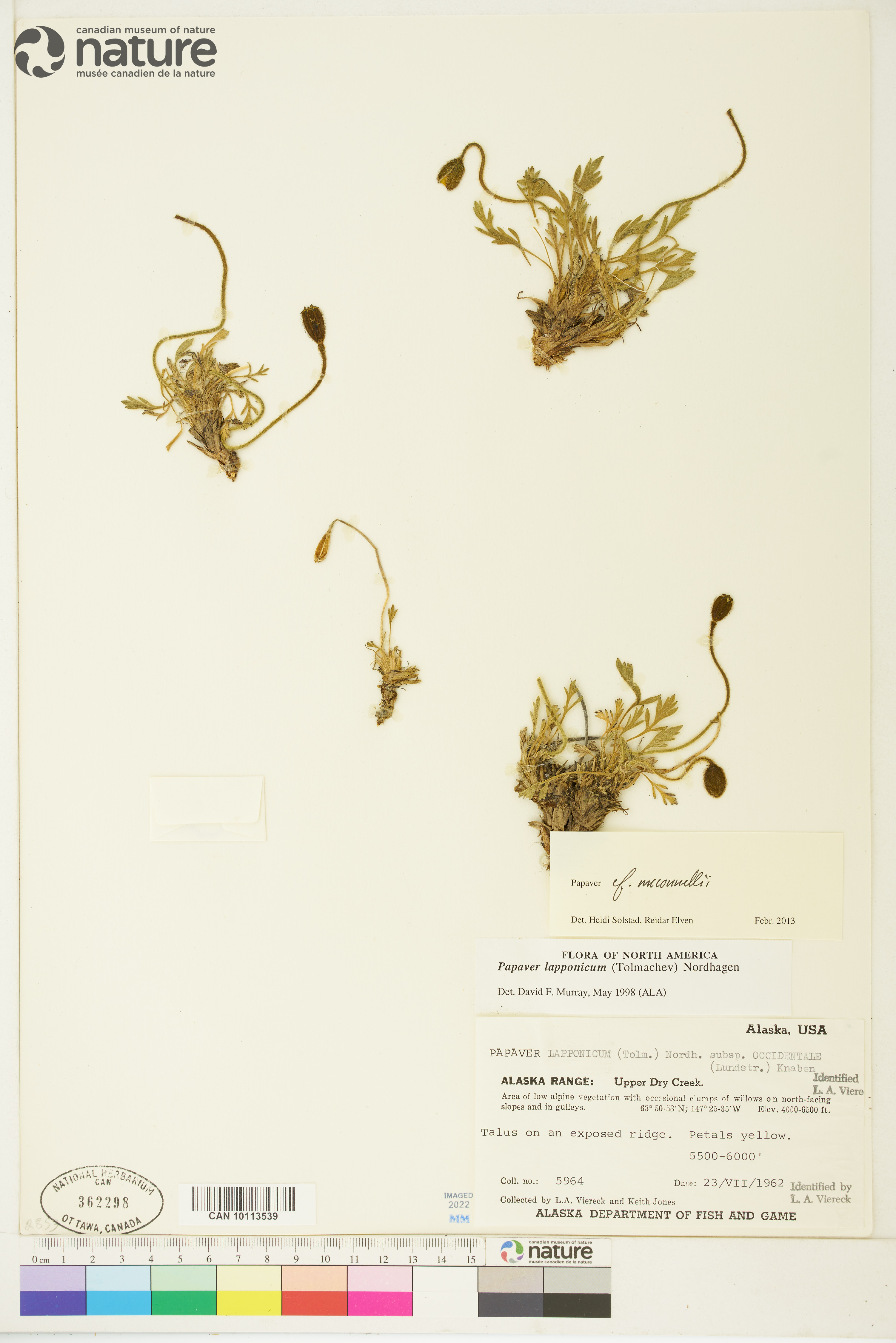 Papaver mcconnellii image