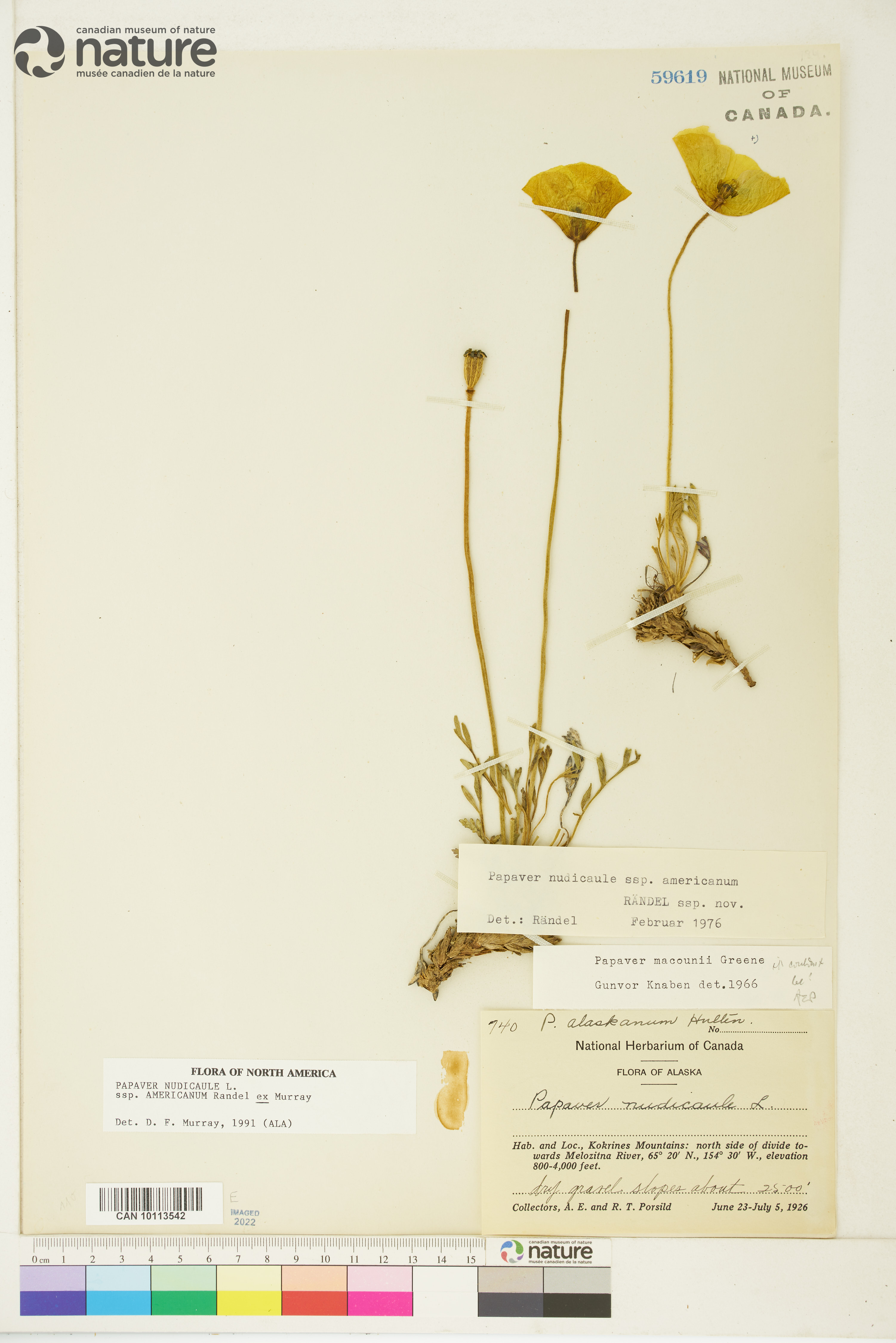 Papaver nudicaule image