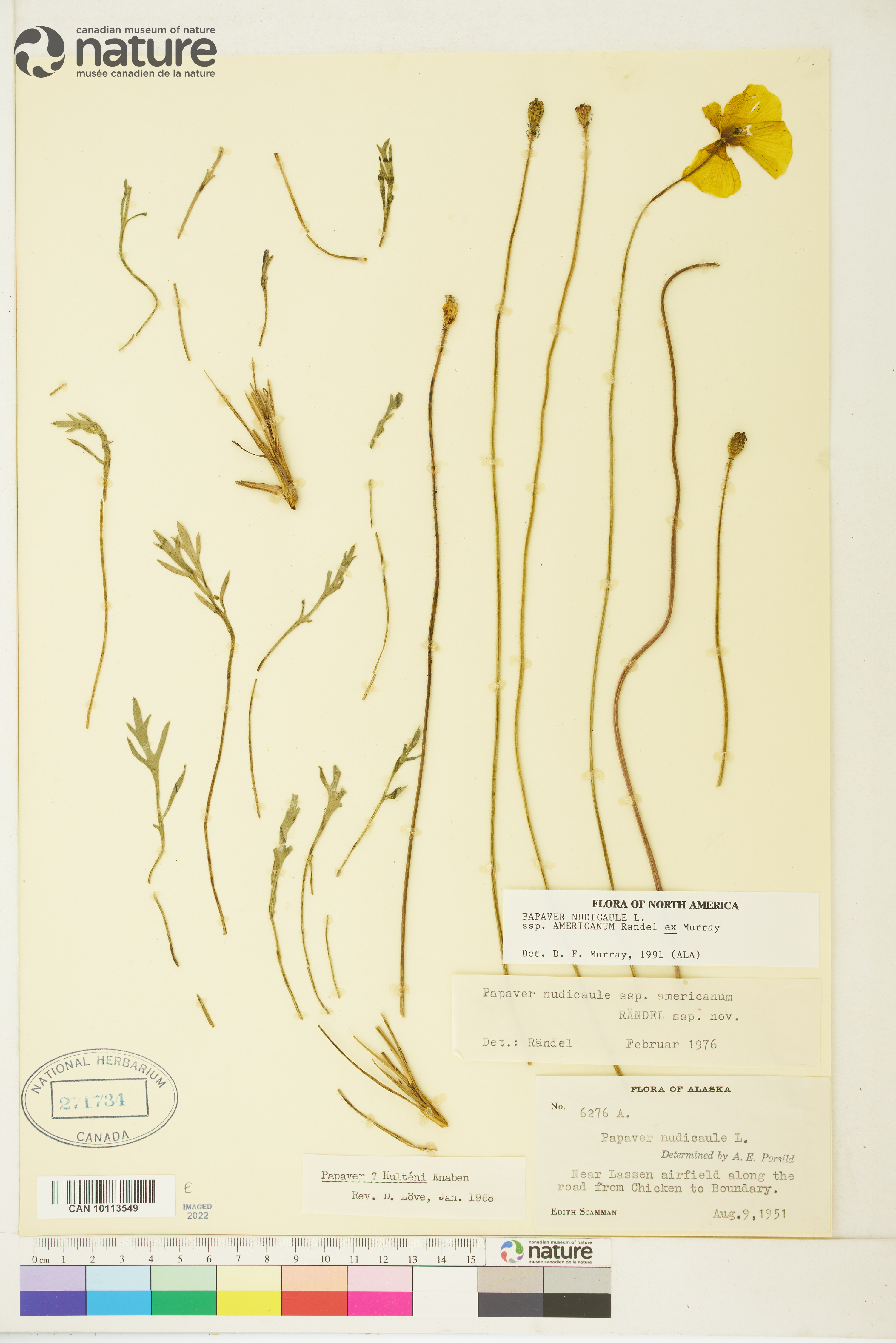 Papaver nudicaule image