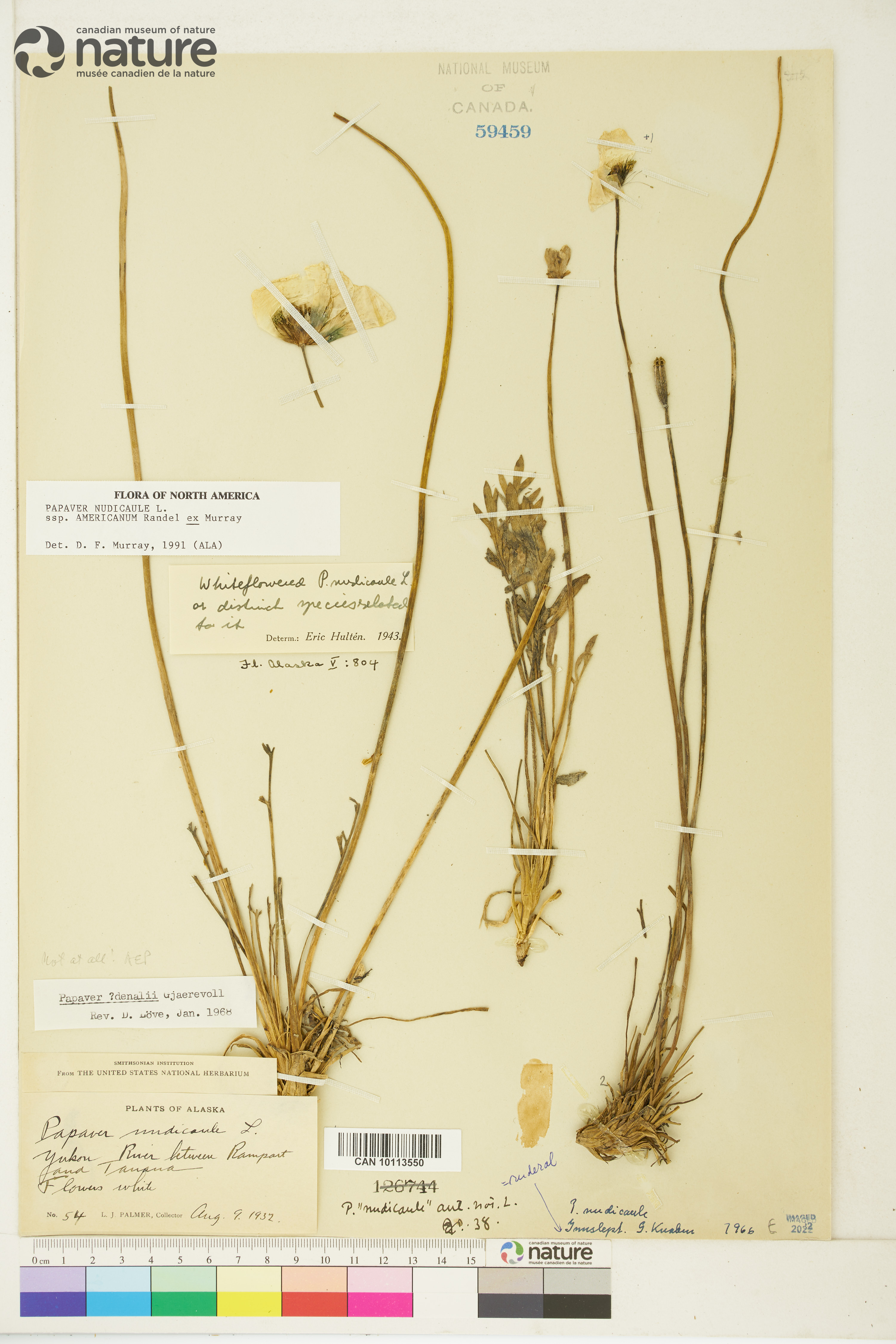 Papaver nudicaule image
