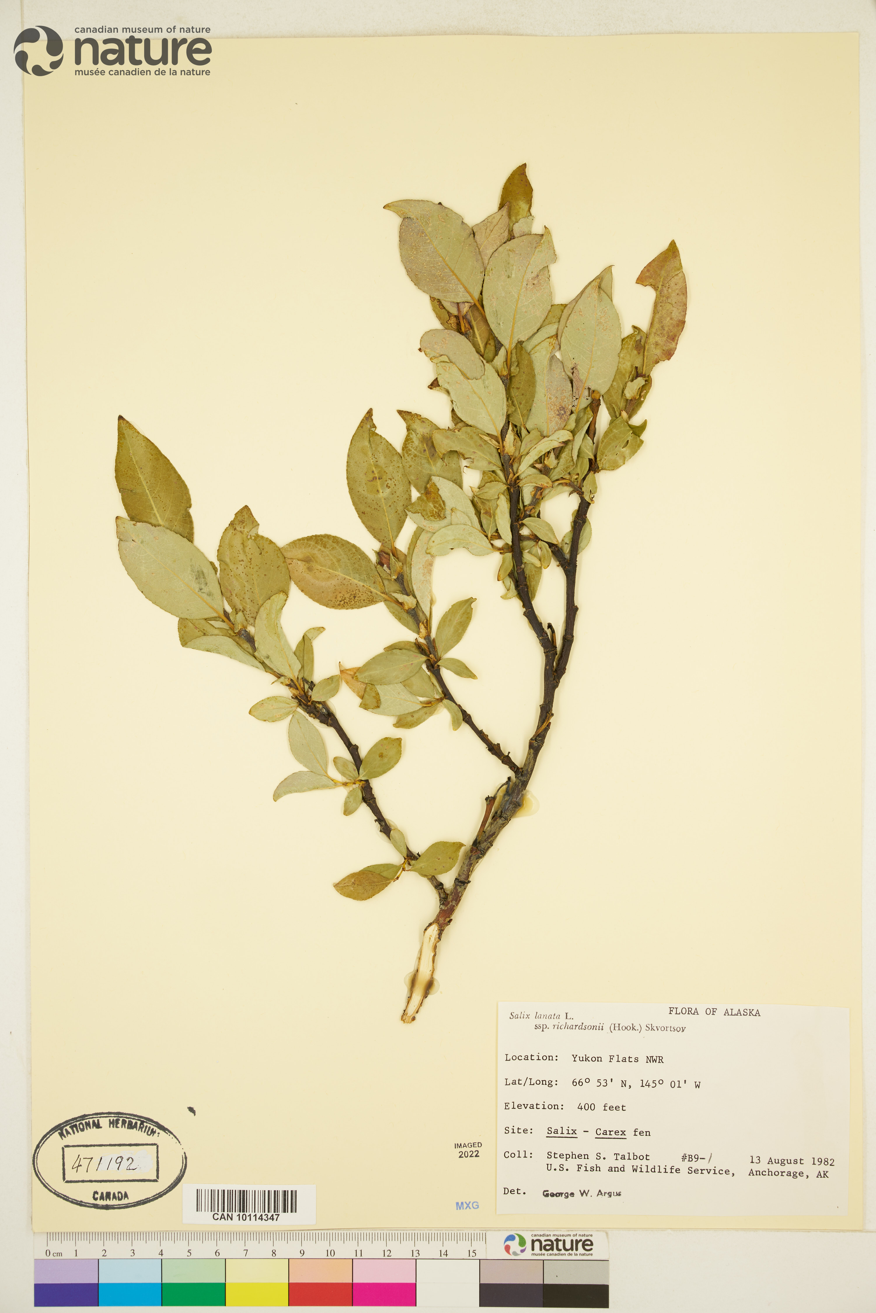 Salix richardsonii image
