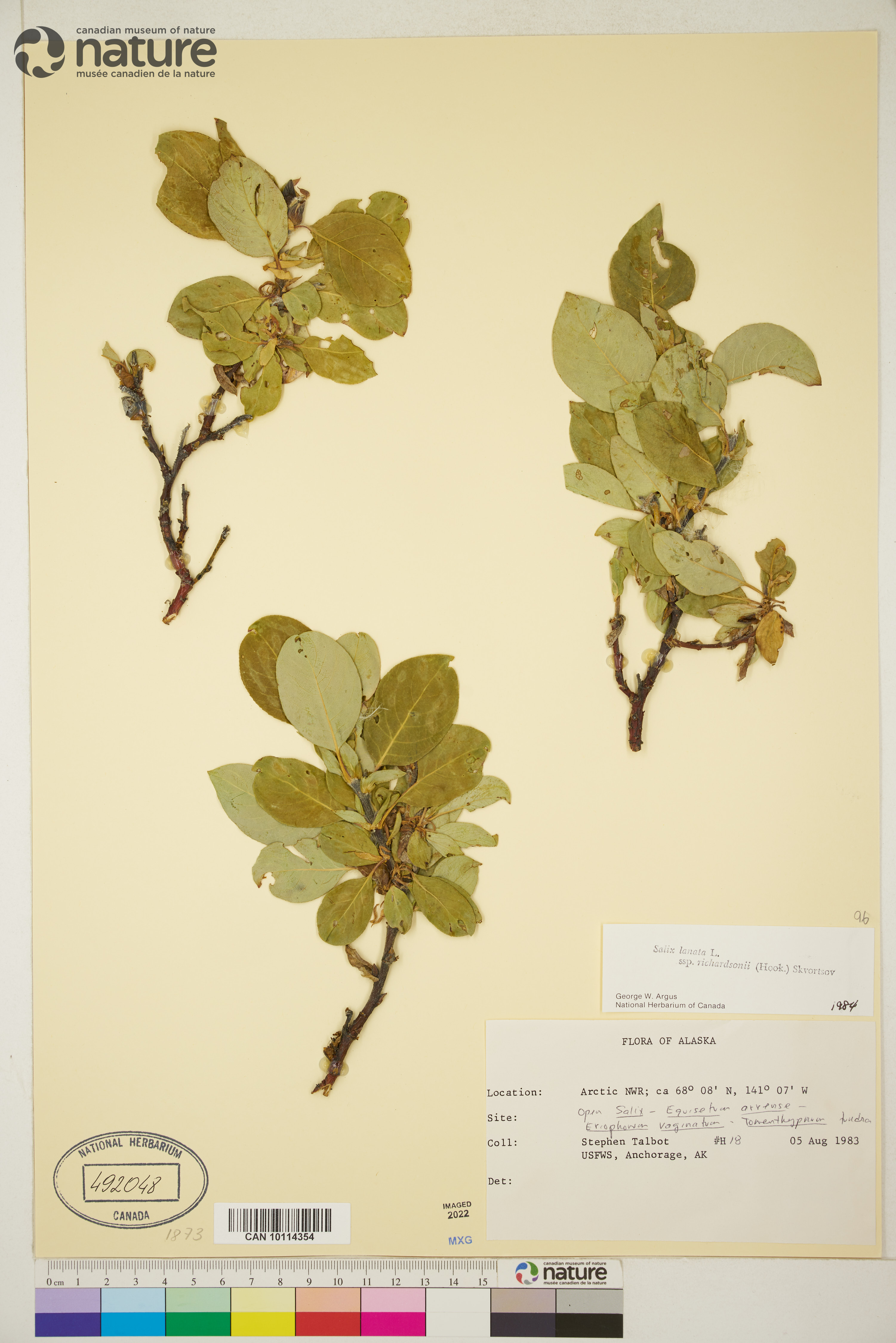 Salix richardsonii image