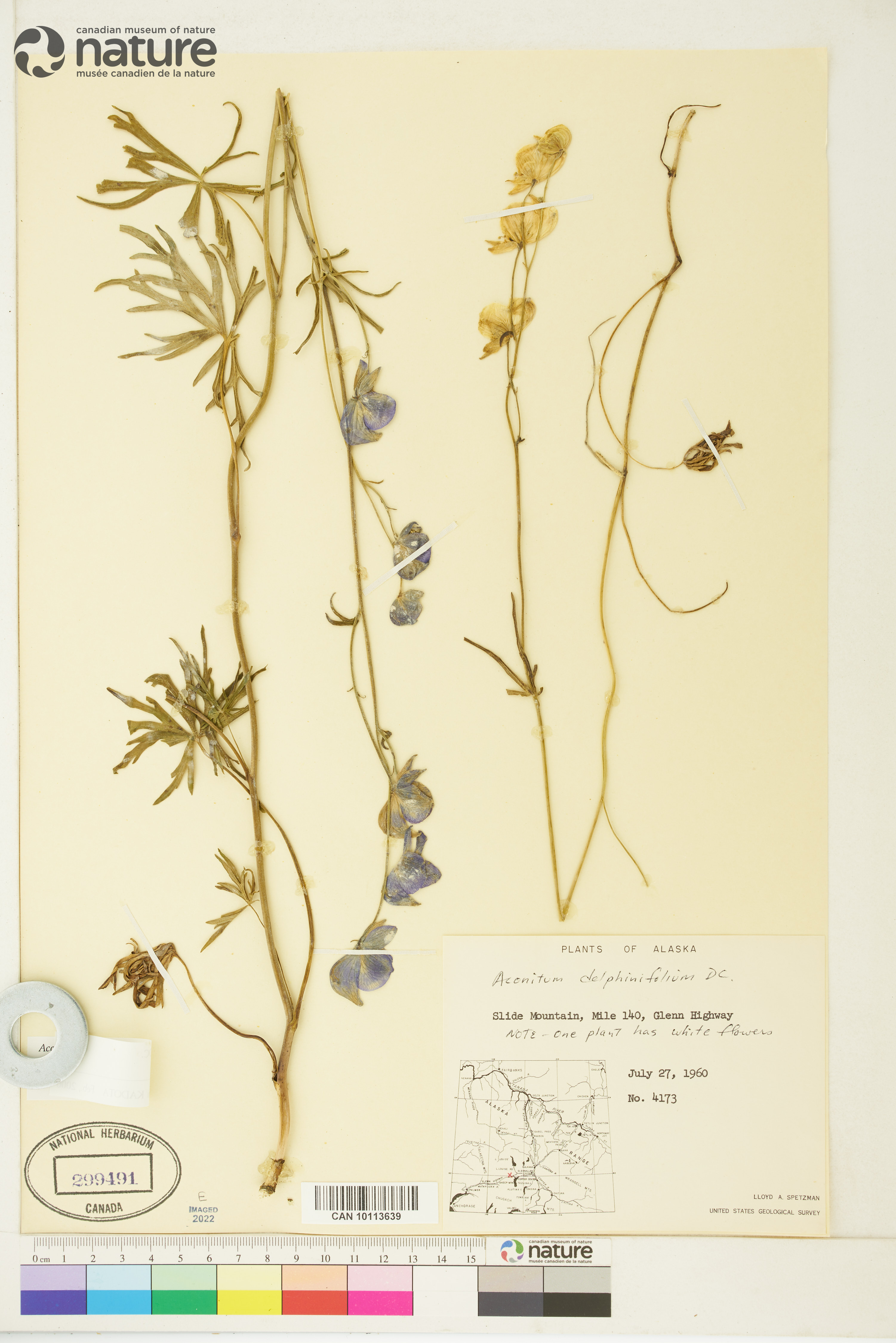 Aconitum delphiniifolium image