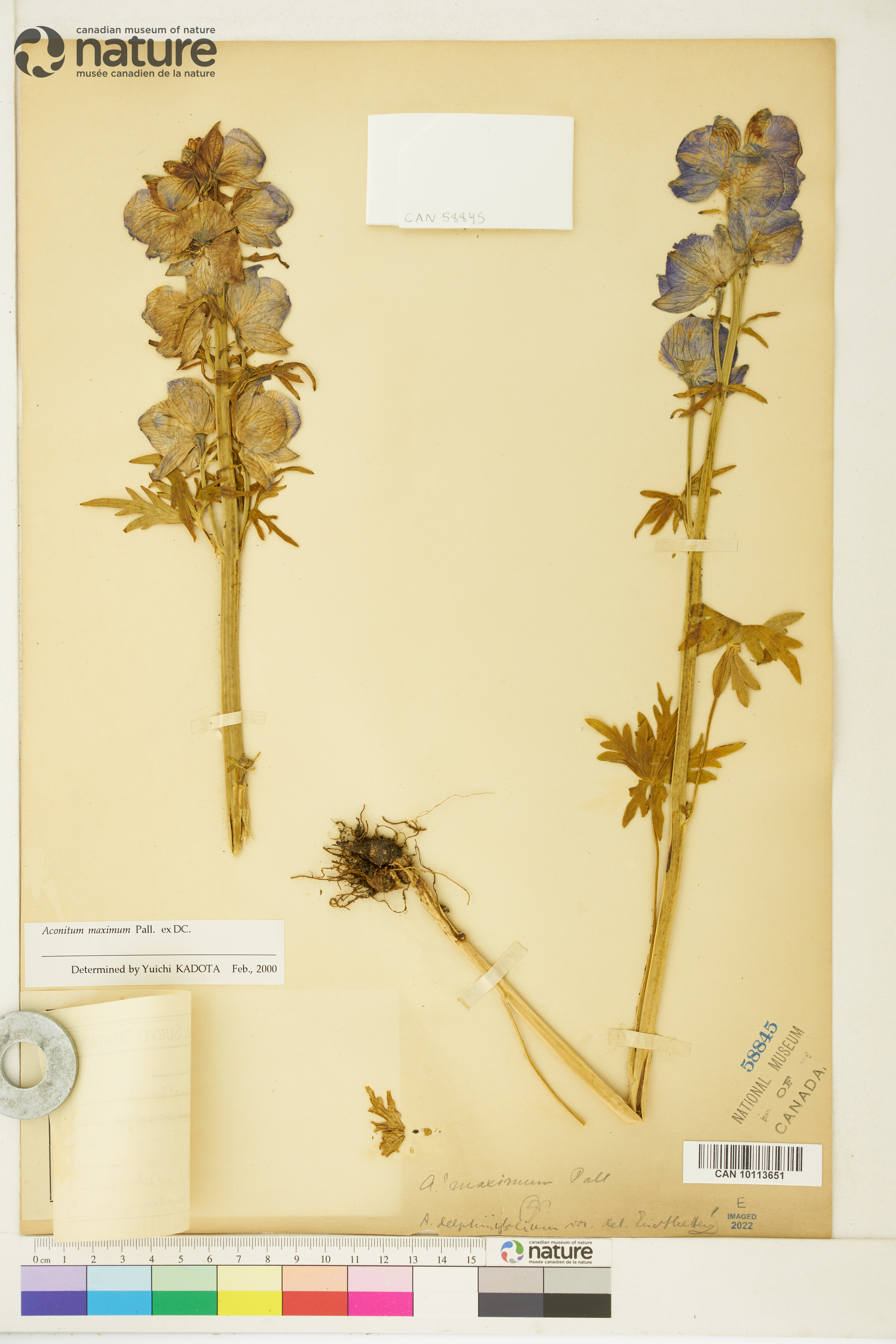 Aconitum maximum image