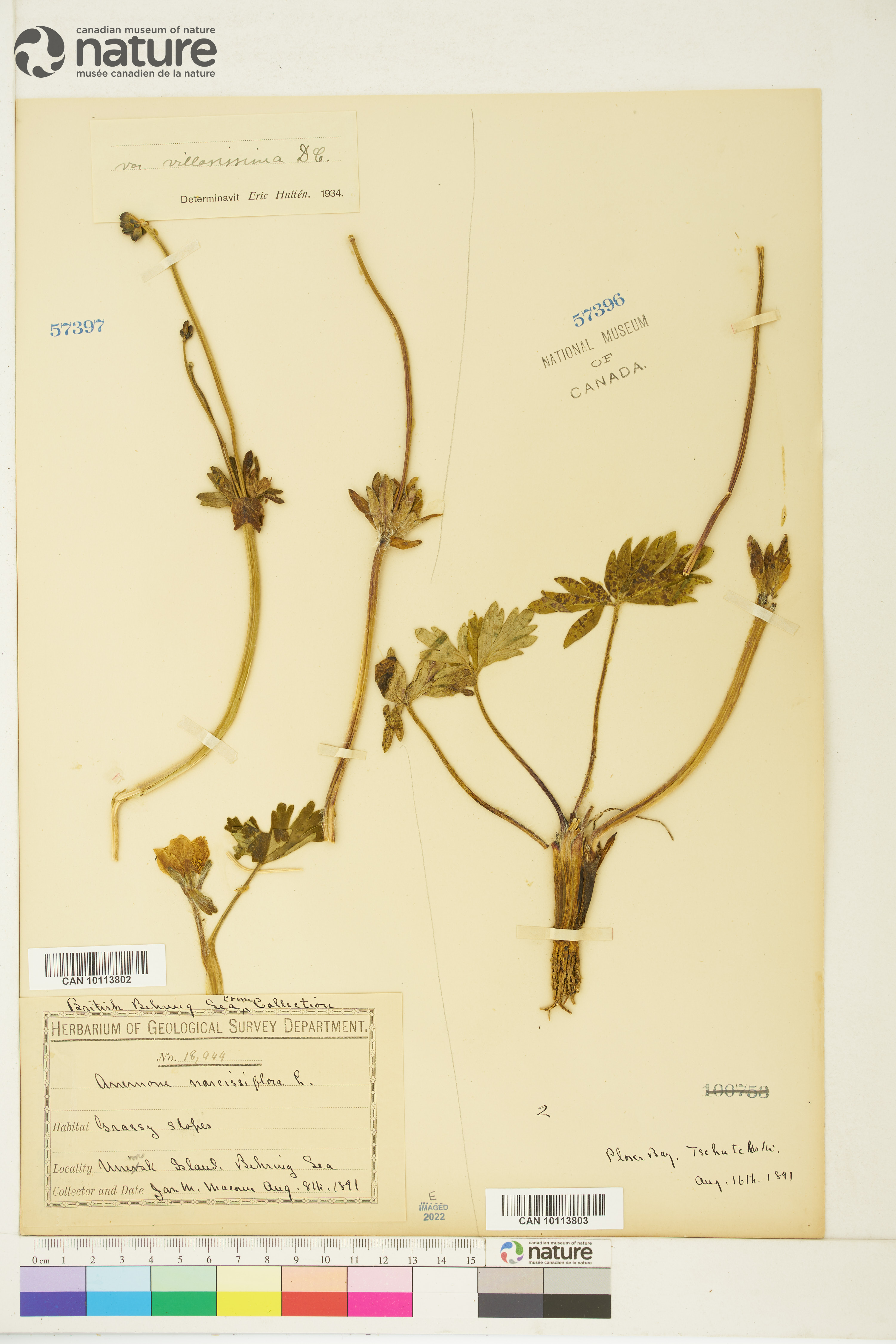 Anemone narcissiflora subsp. villosissima image