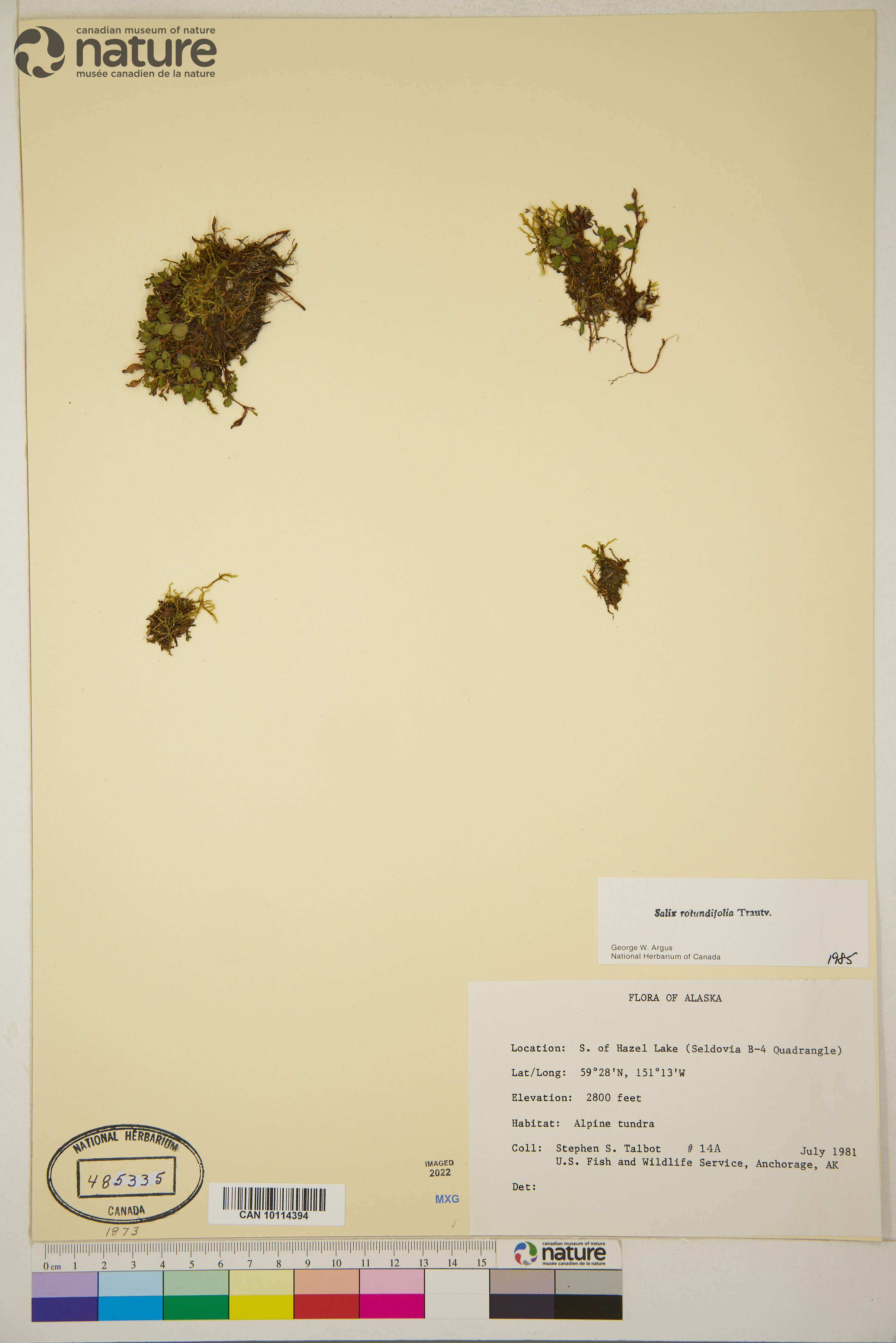 Salix rotundifolia image