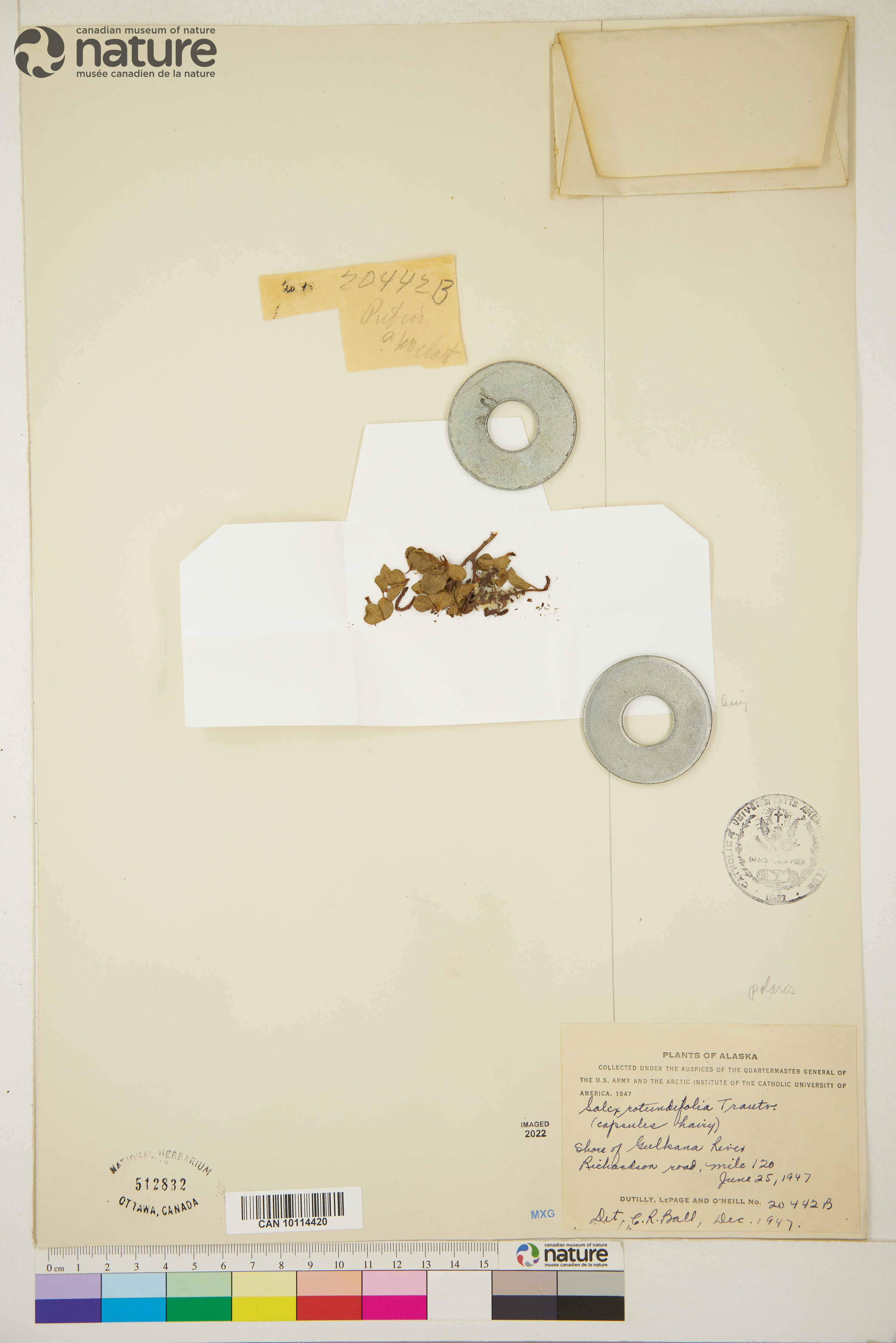 Salix rotundifolia image
