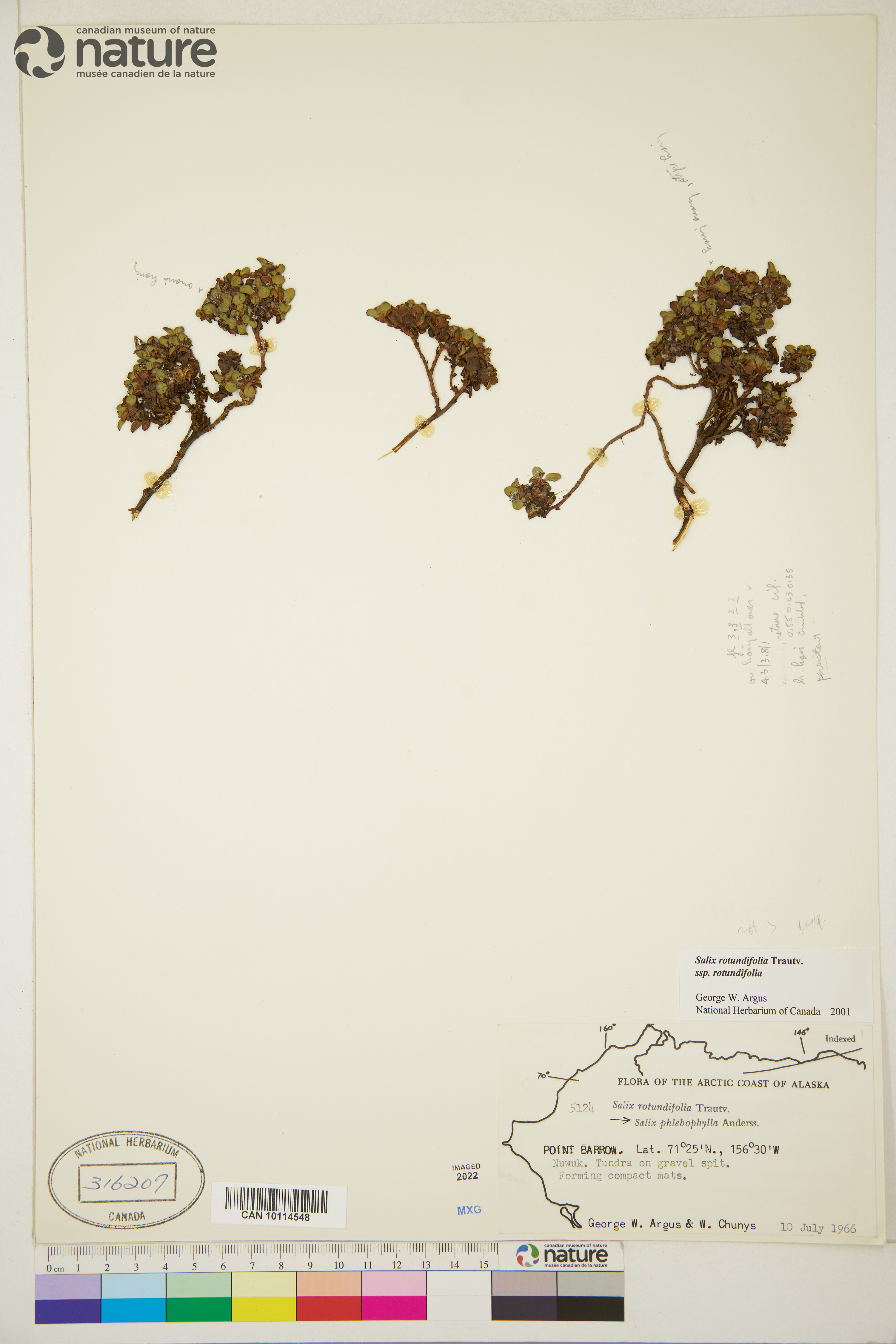 Salix rotundifolia subsp. rotundifolia image