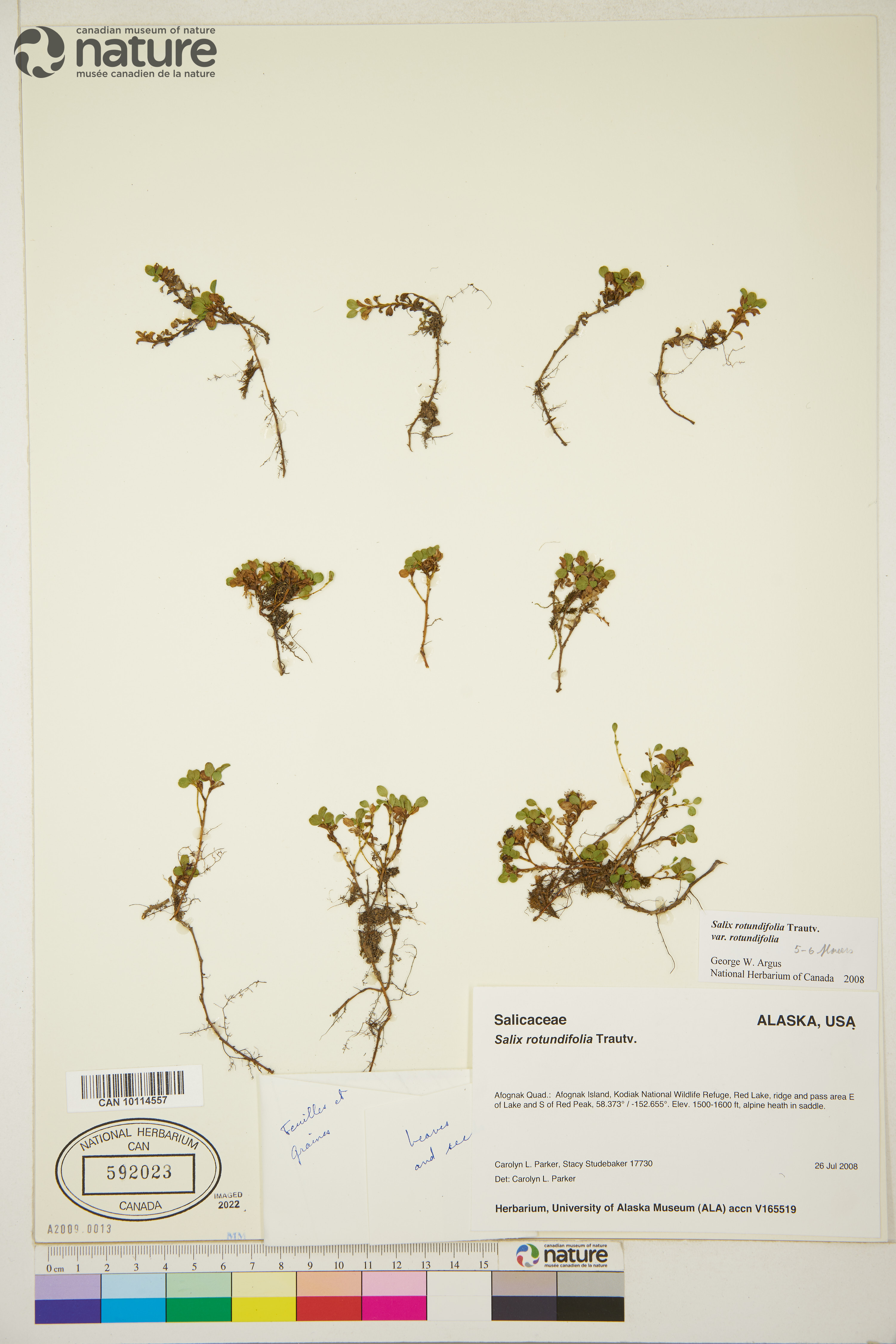 Salix rotundifolia var. rotundifolia image