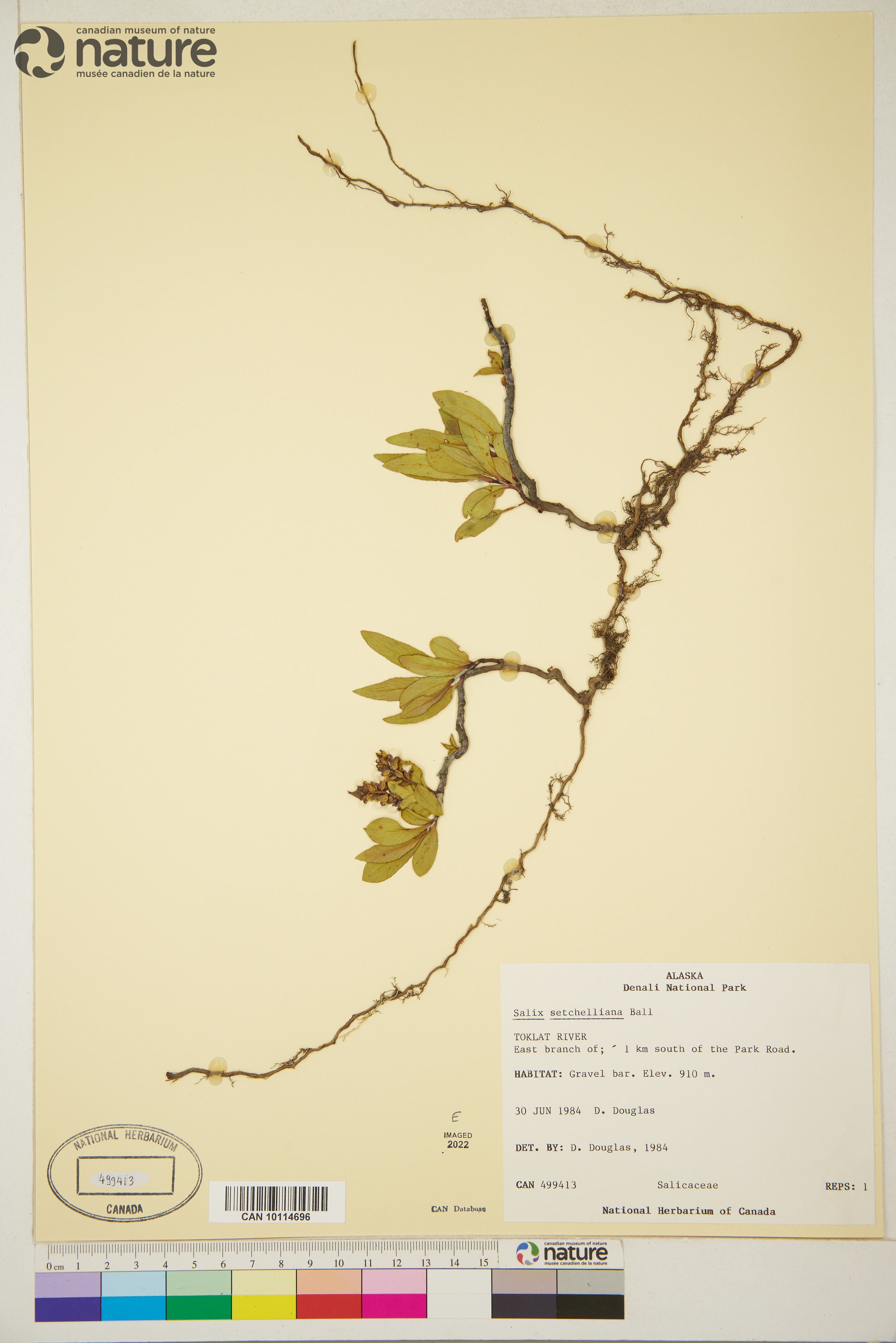 Salix setchelliana image
