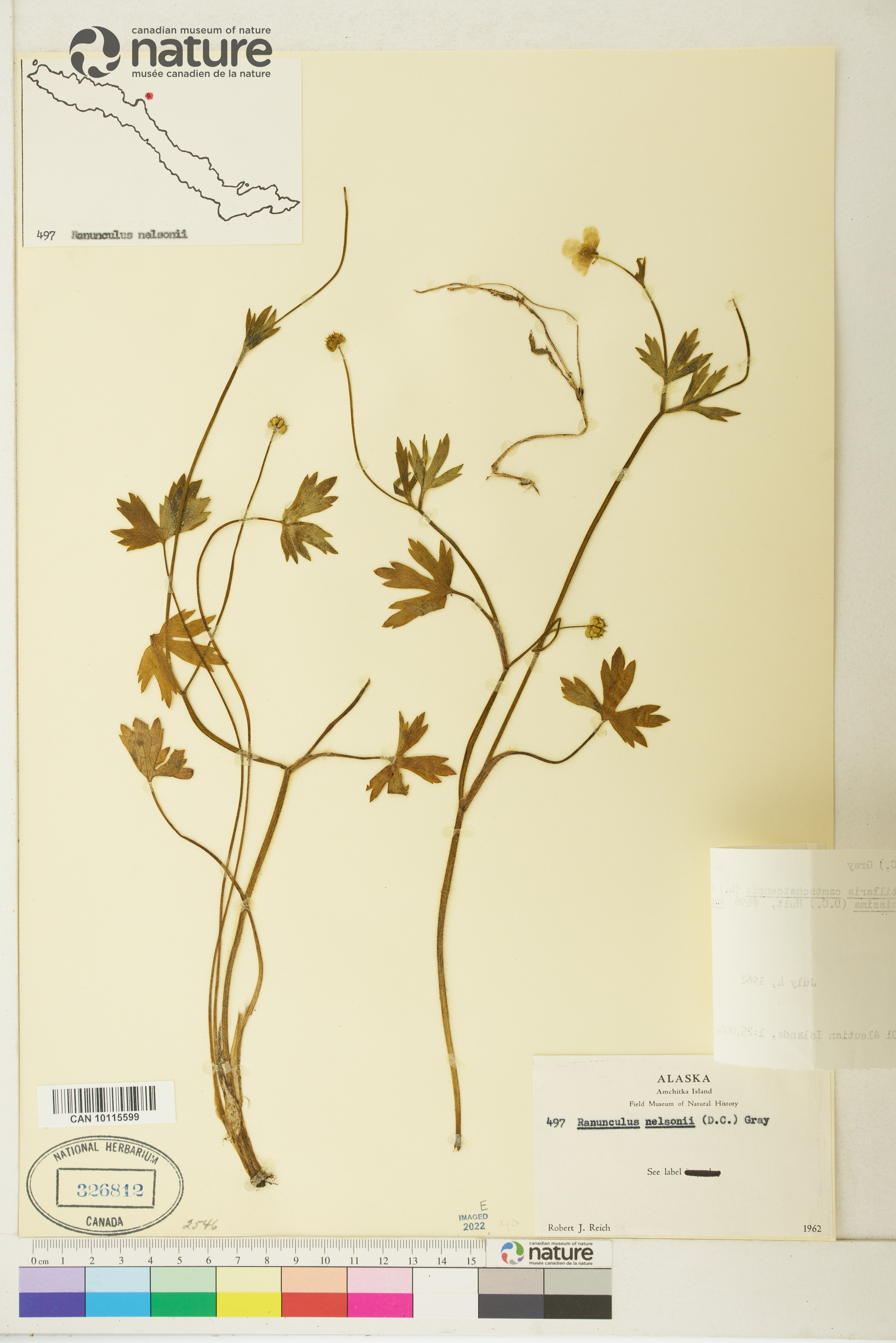 Ranunculus occidentalis var. nelsonii image