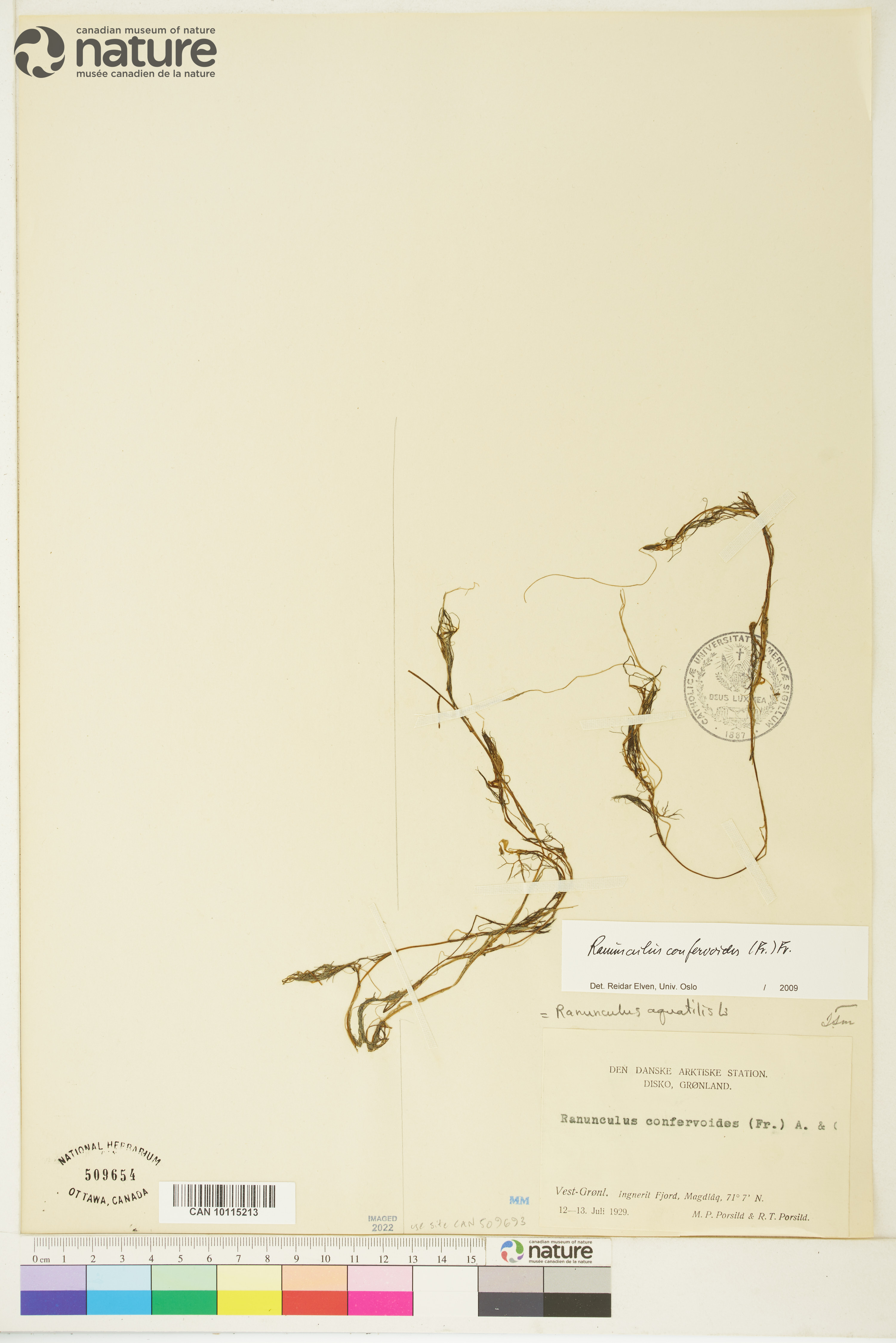 Ranunculus trichophyllus var. eradicatus image