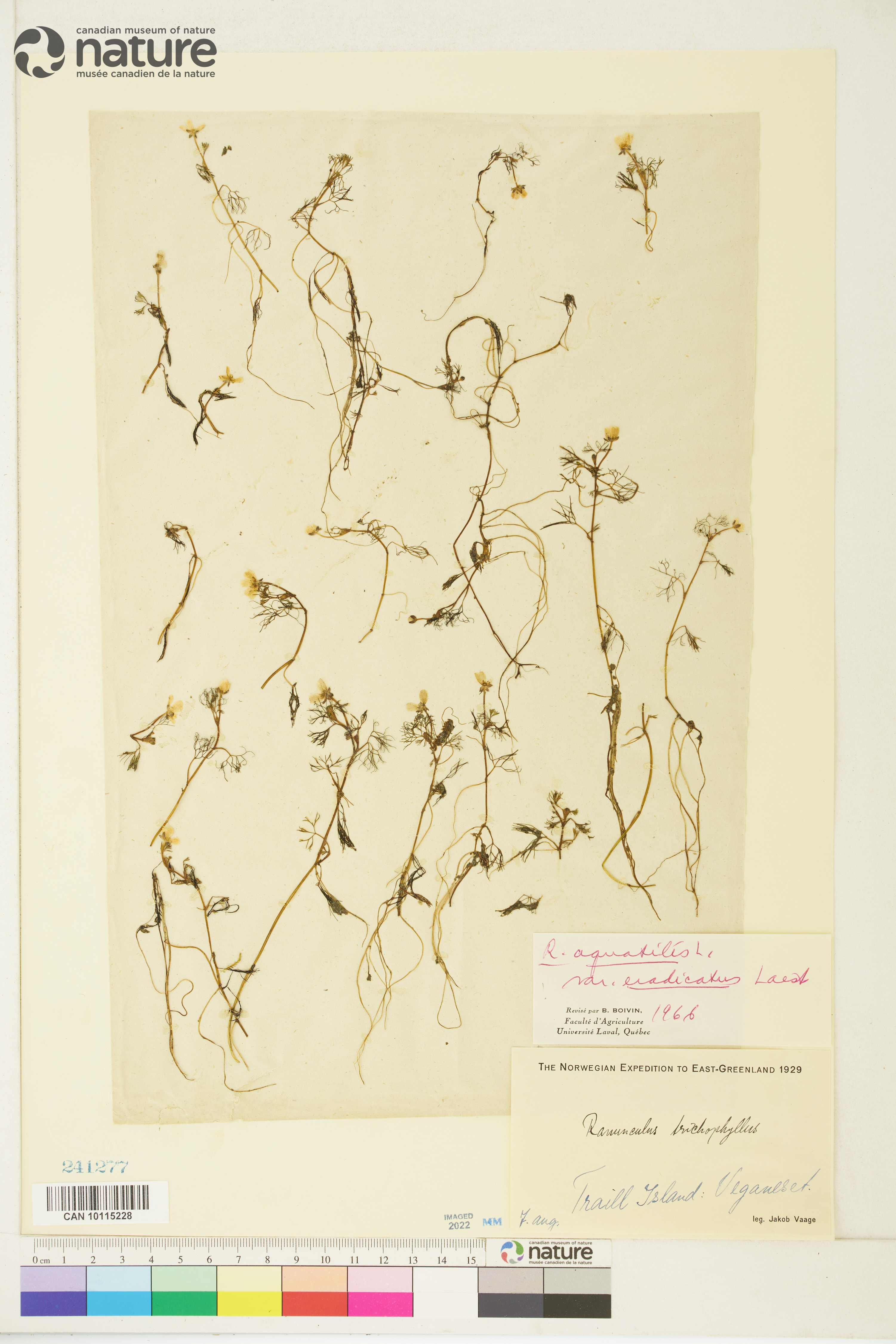 Ranunculus trichophyllus var. eradicatus image