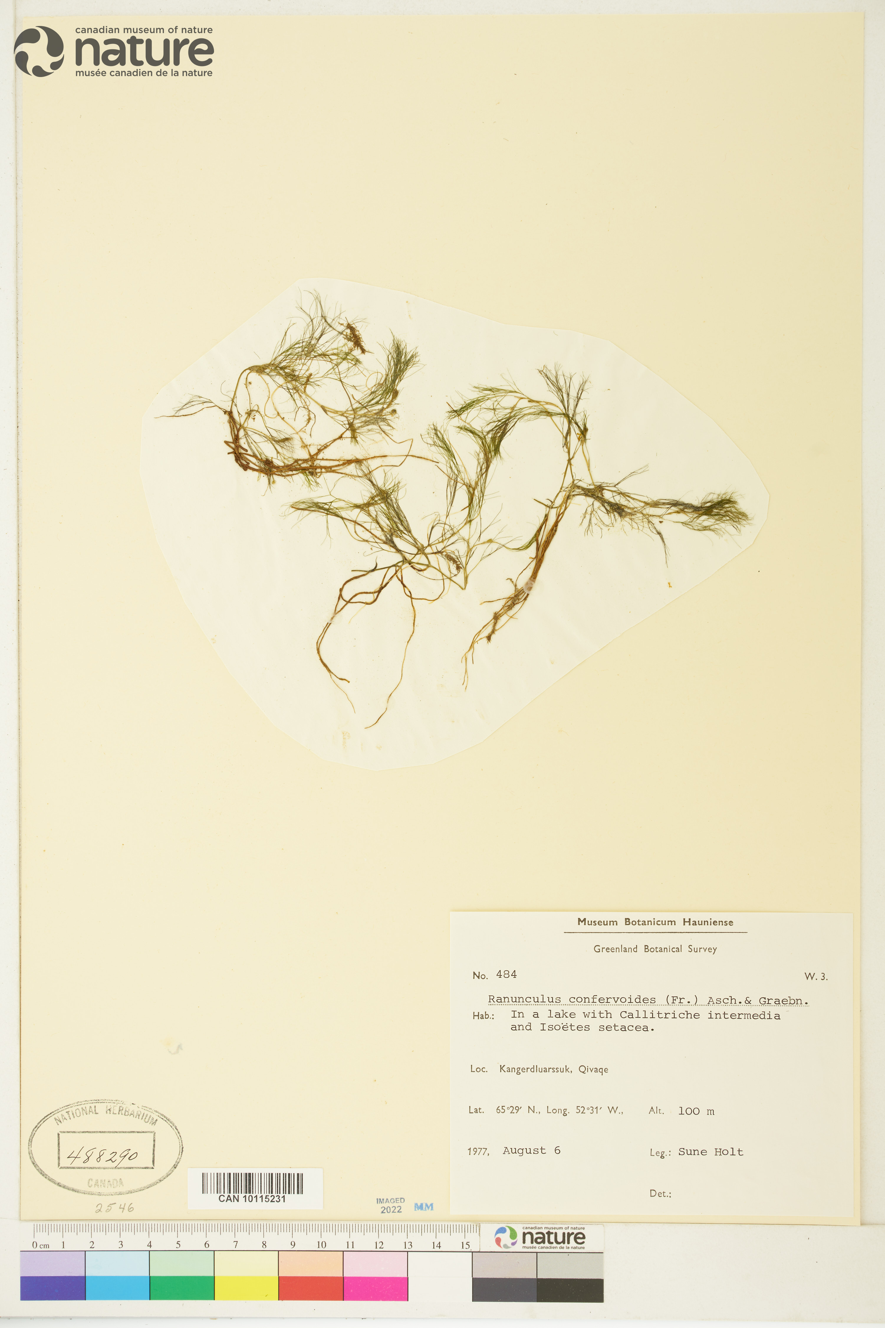 Ranunculus trichophyllus var. eradicatus image