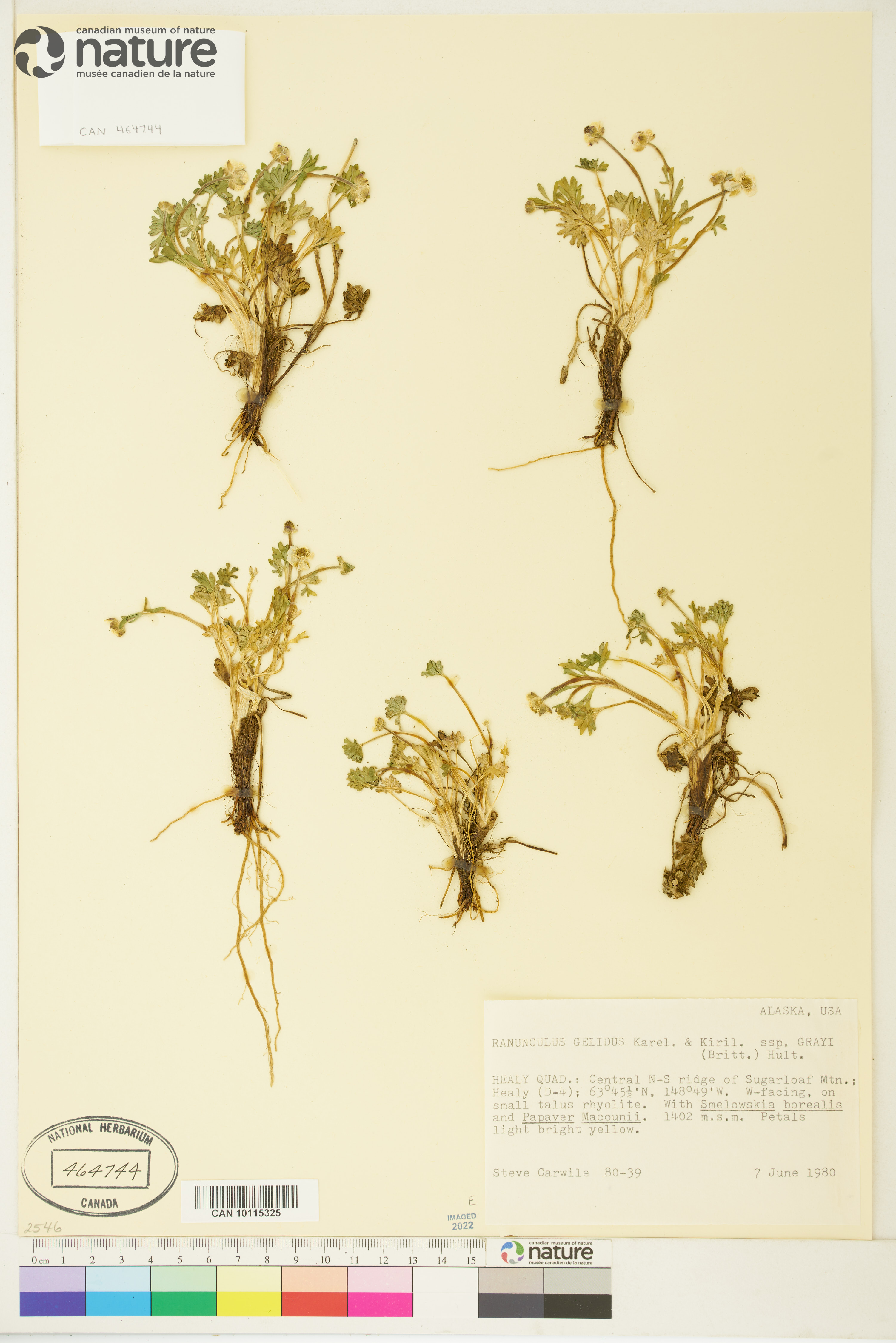 Ranunculus gelidus image