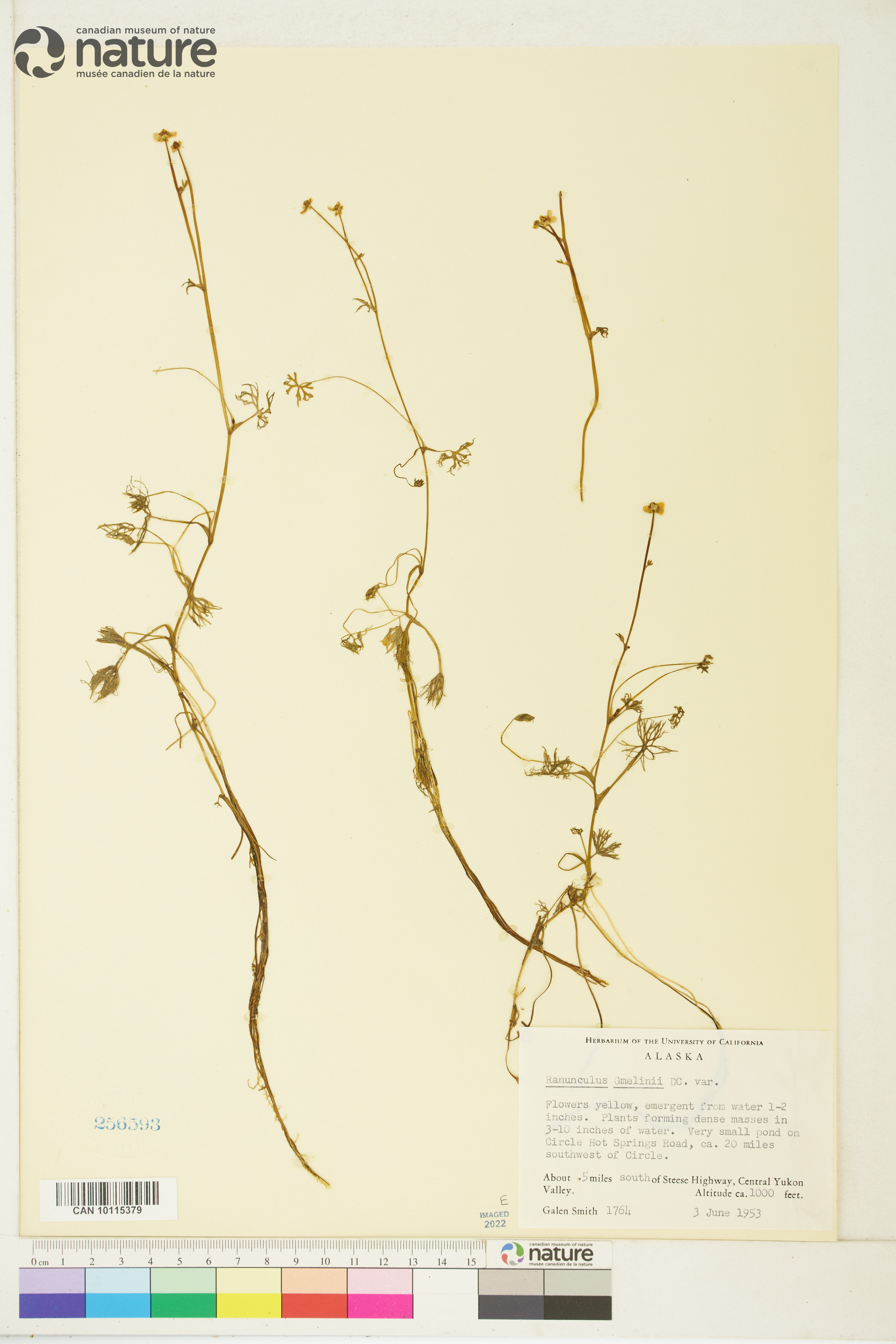 Ranunculus gmelinii var. gmelinii image