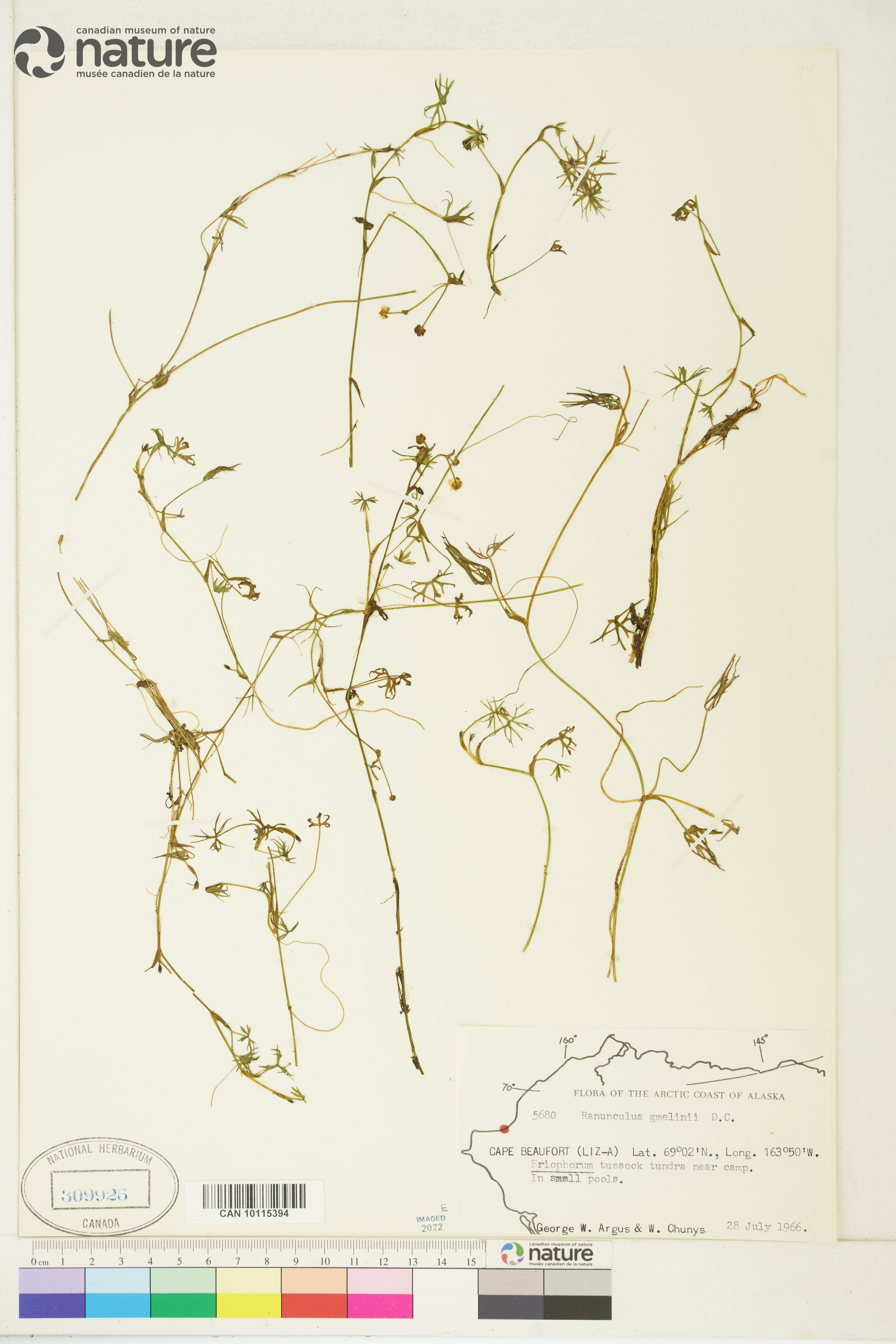 Ranunculus gmelinii var. gmelinii image