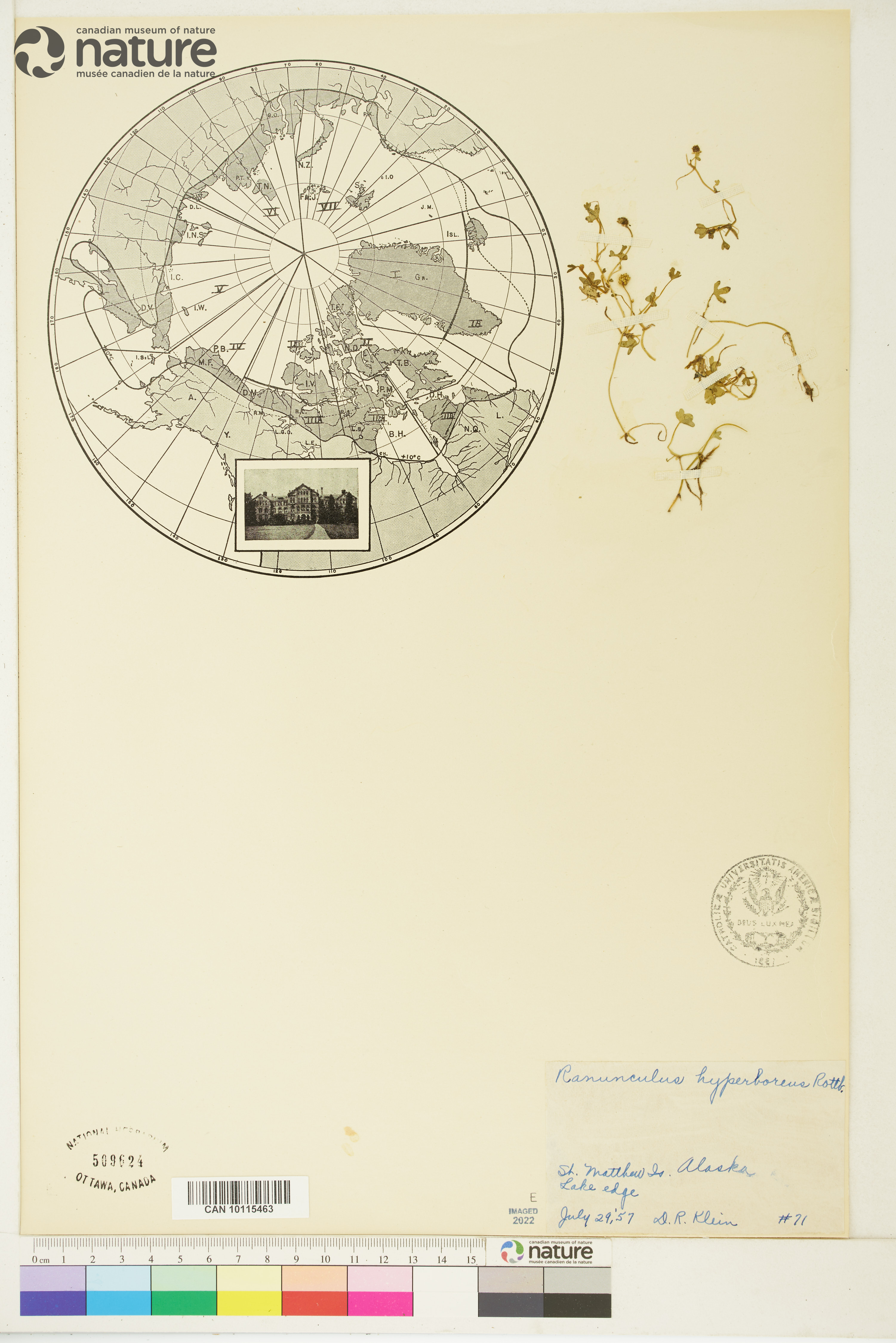 Ranunculus hyperboreus image