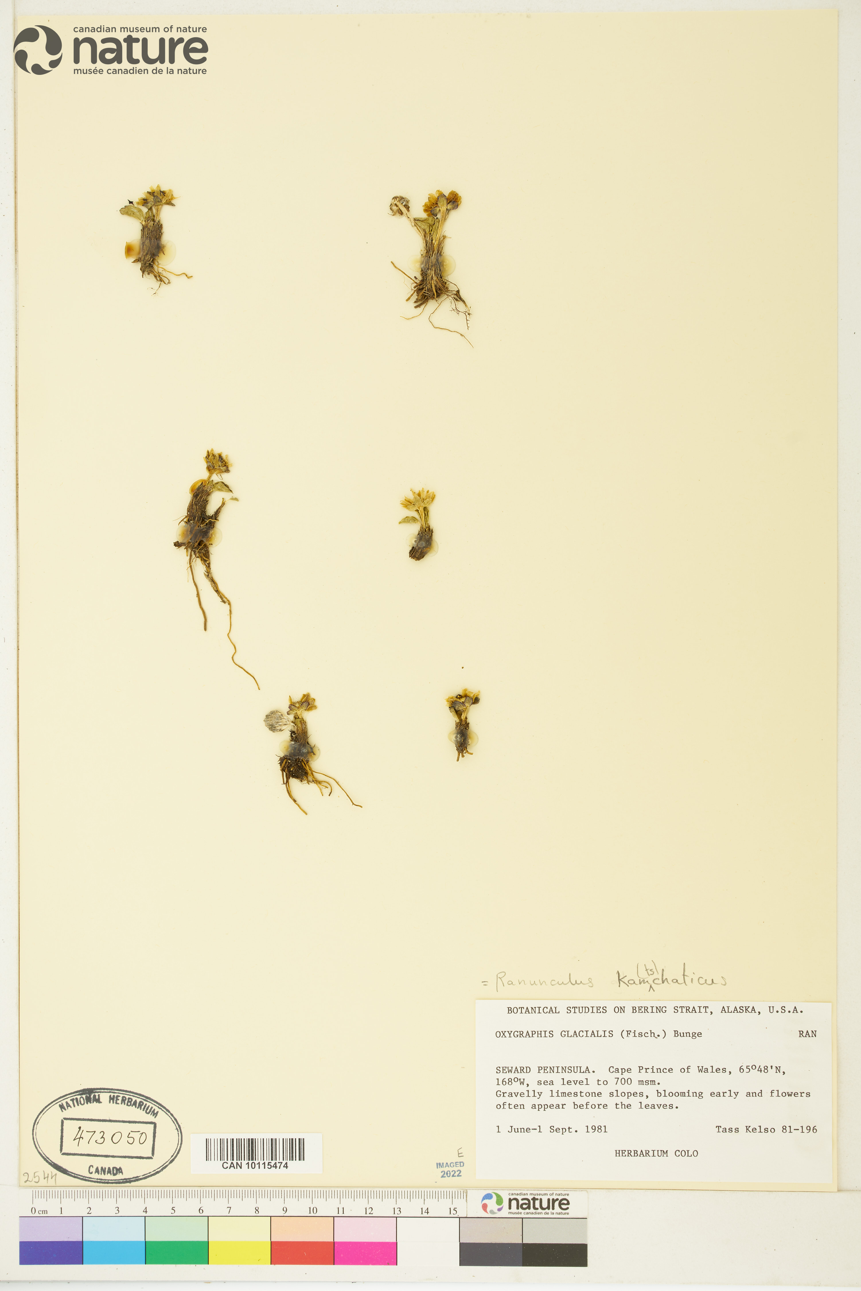 Ranunculus kamtschaticus image