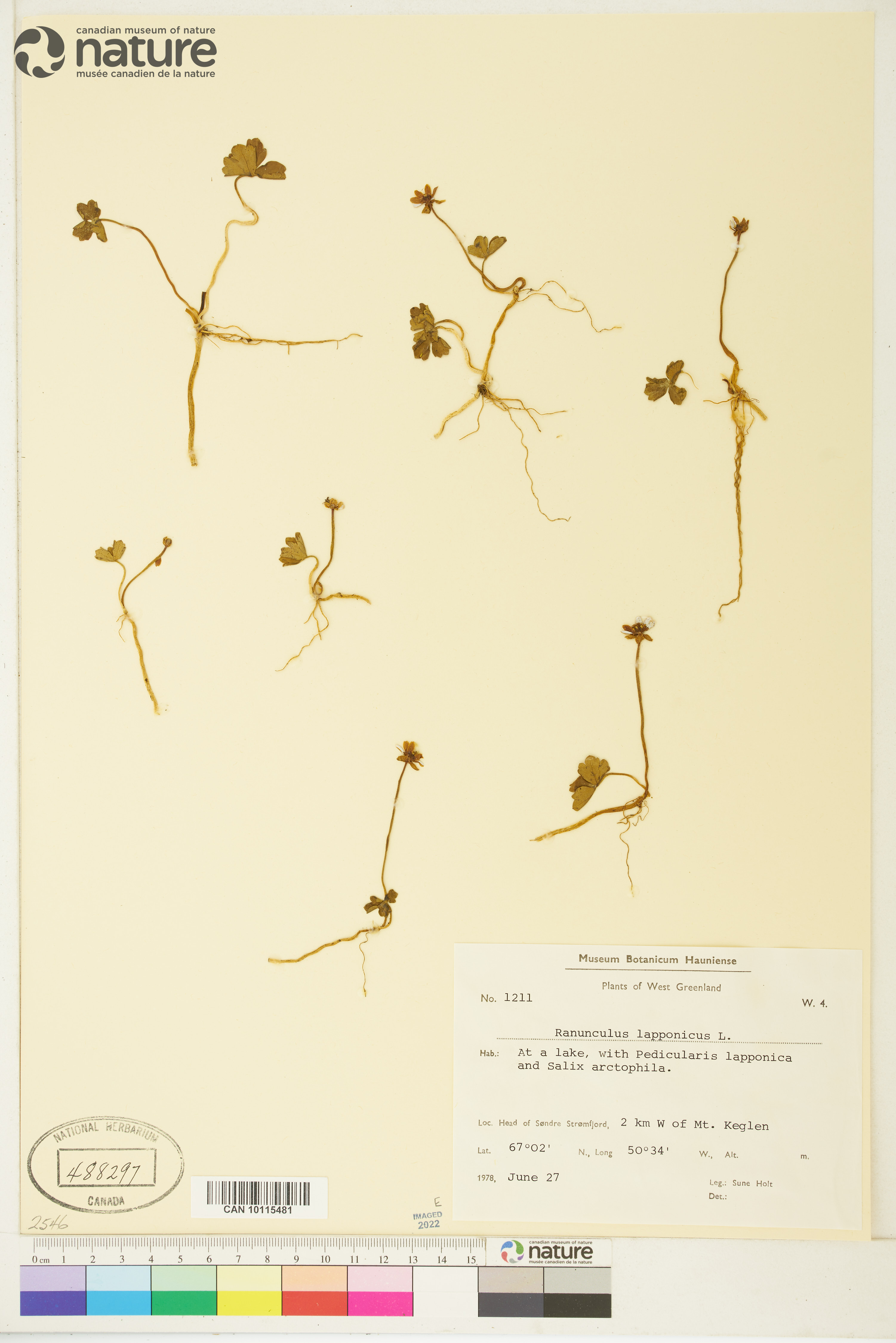 Ranunculus lapponicus image