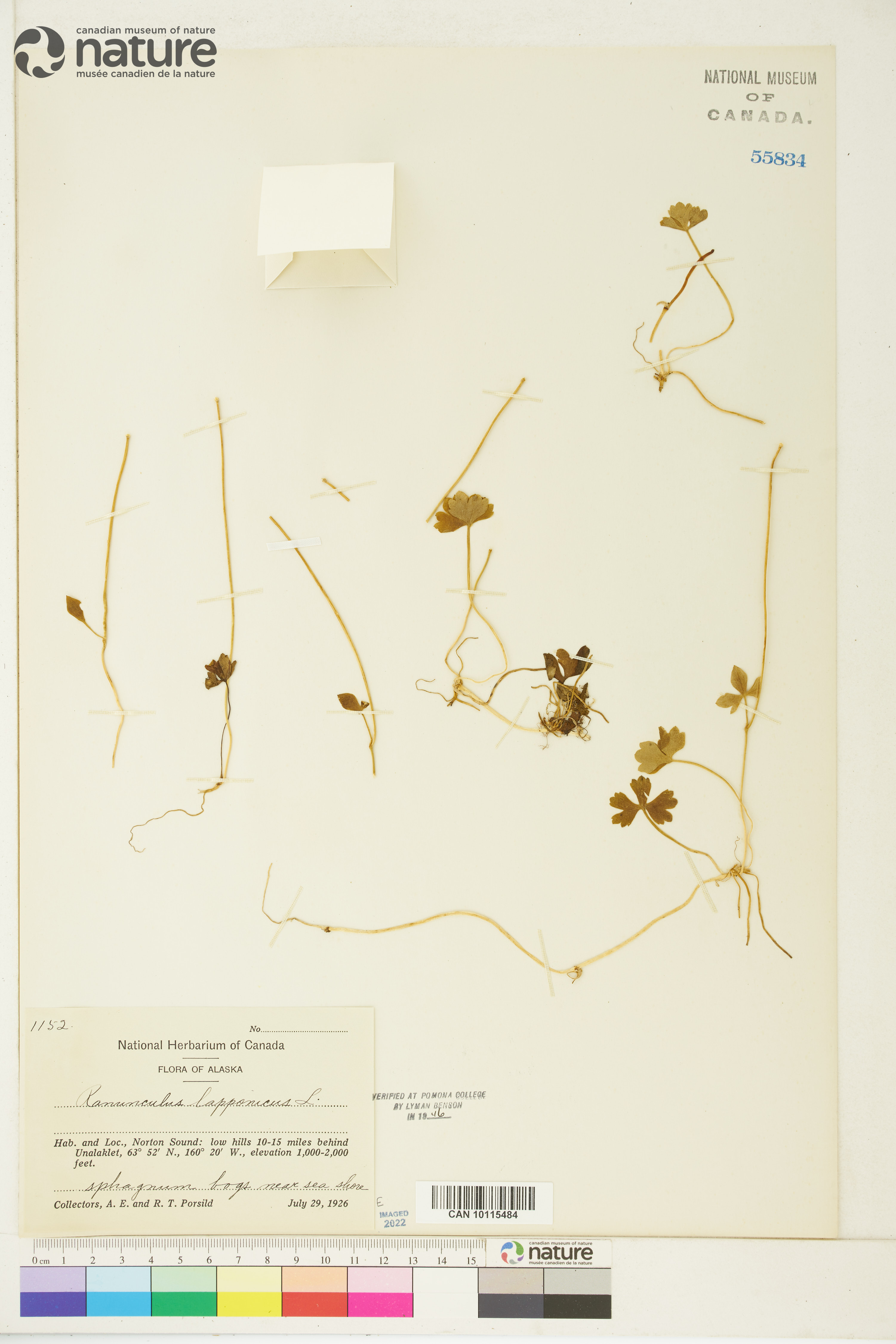 Ranunculus lapponicus image
