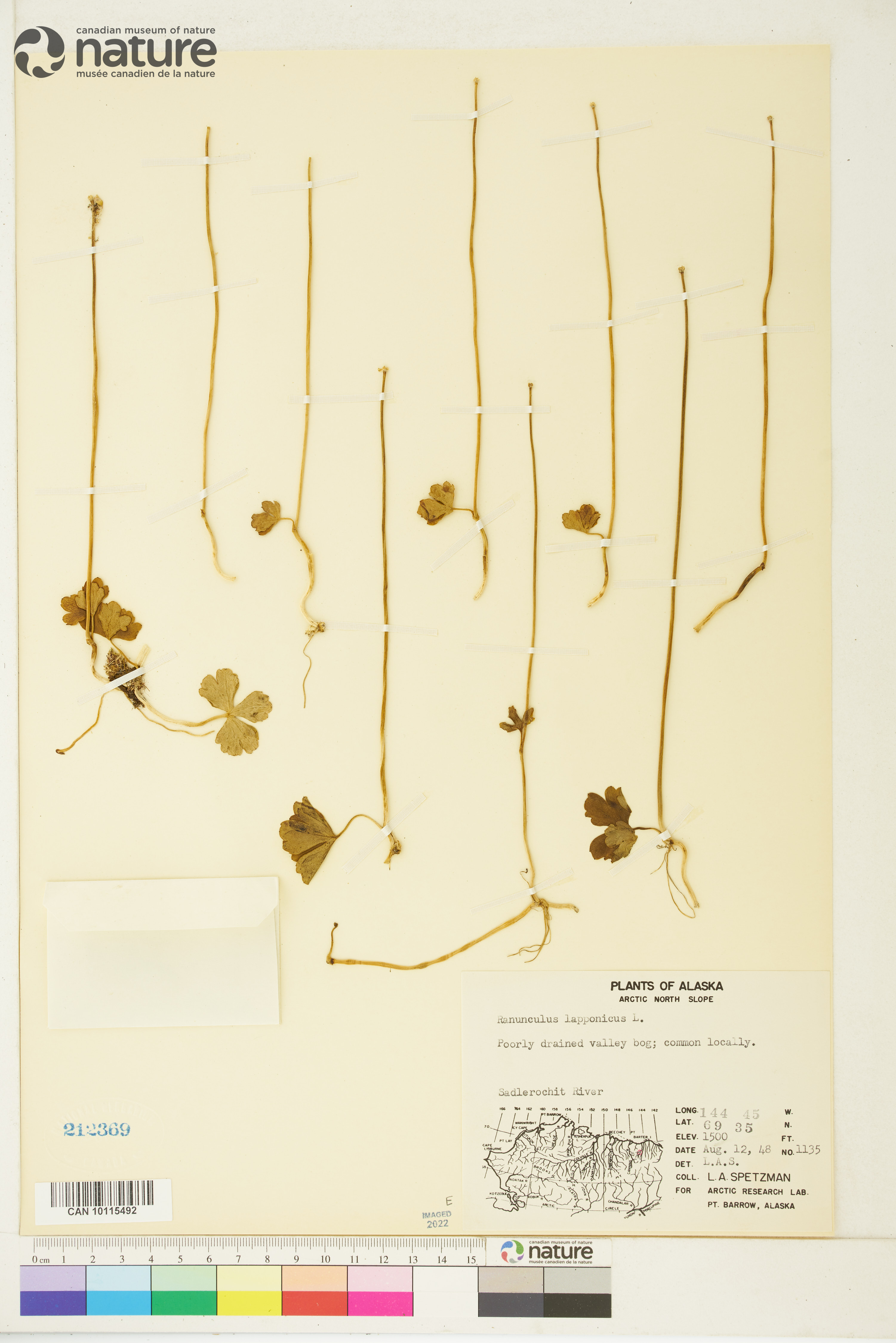 Ranunculus lapponicus image