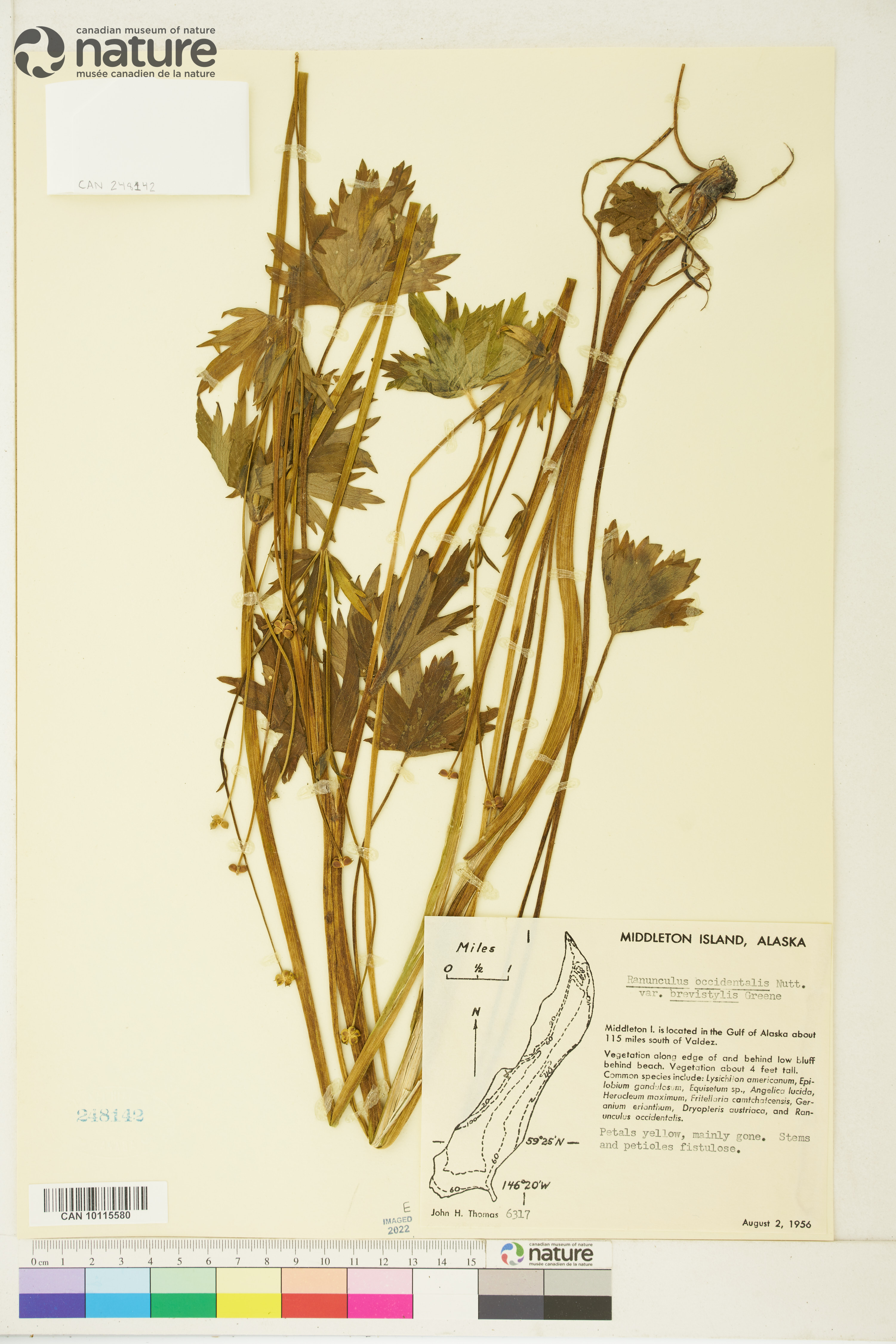 Ranunculus occidentalis var. brevistylis image