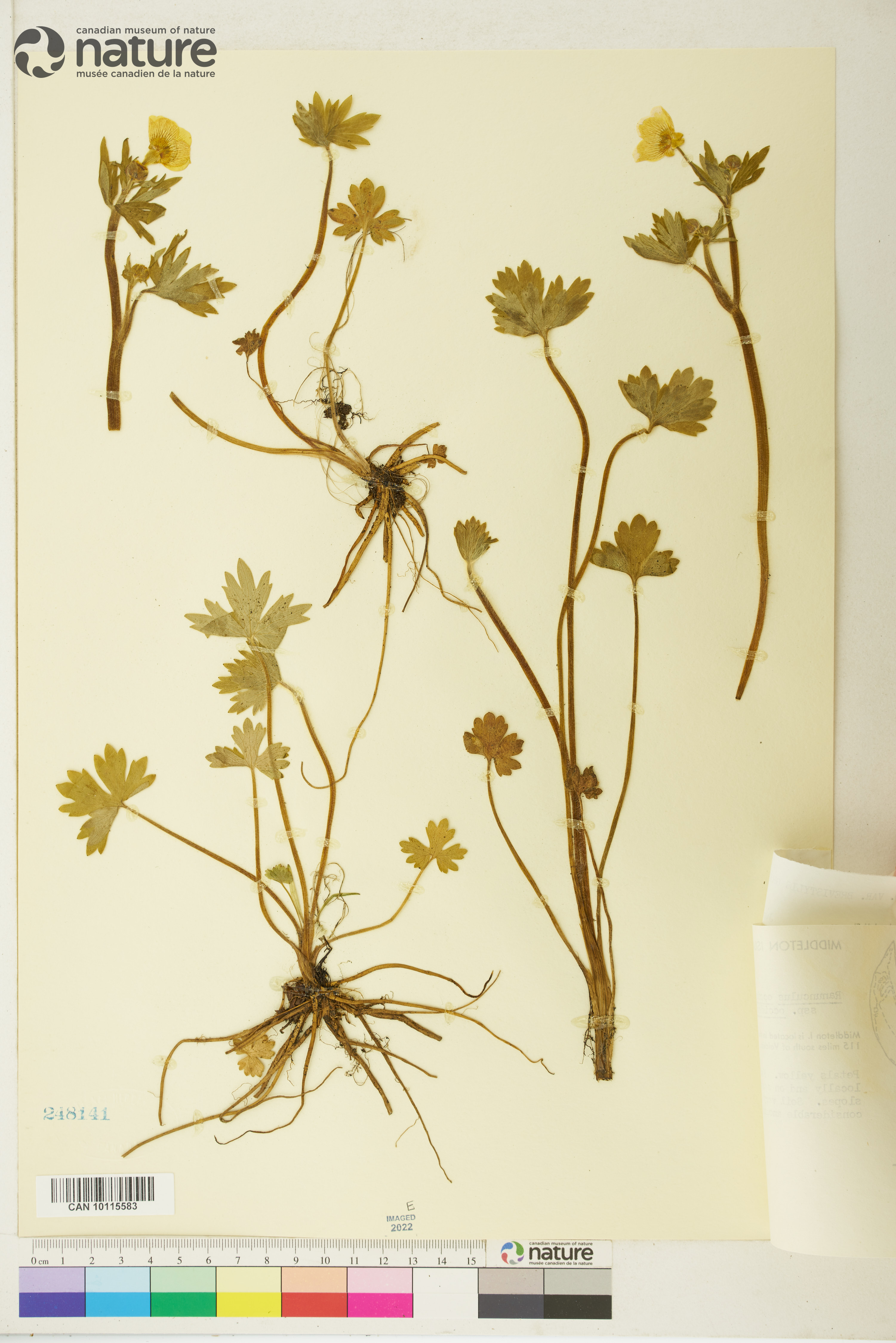 Ranunculus occidentalis var. brevistylis image