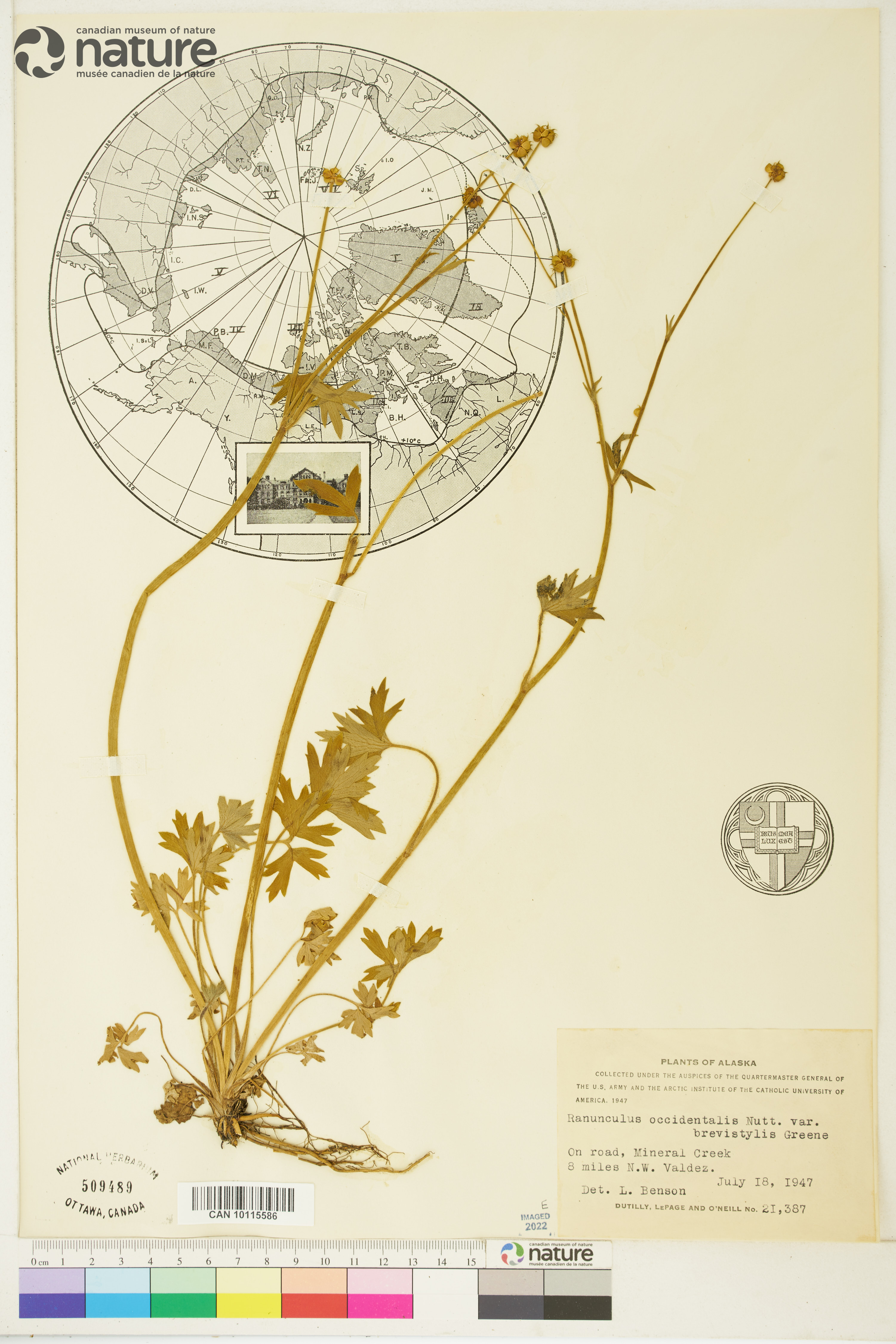 Ranunculus occidentalis var. brevistylis image