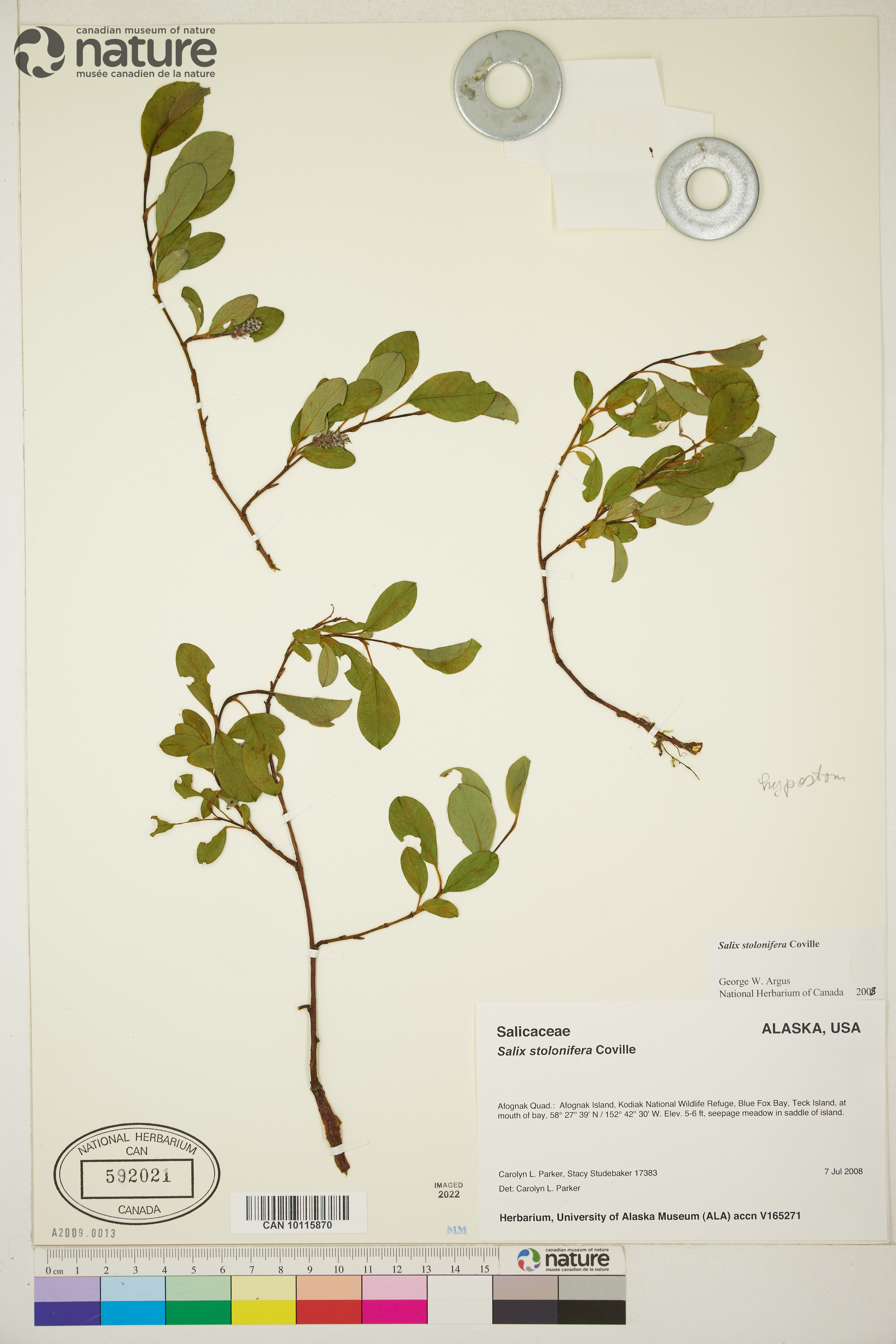 Salix stolonifera image