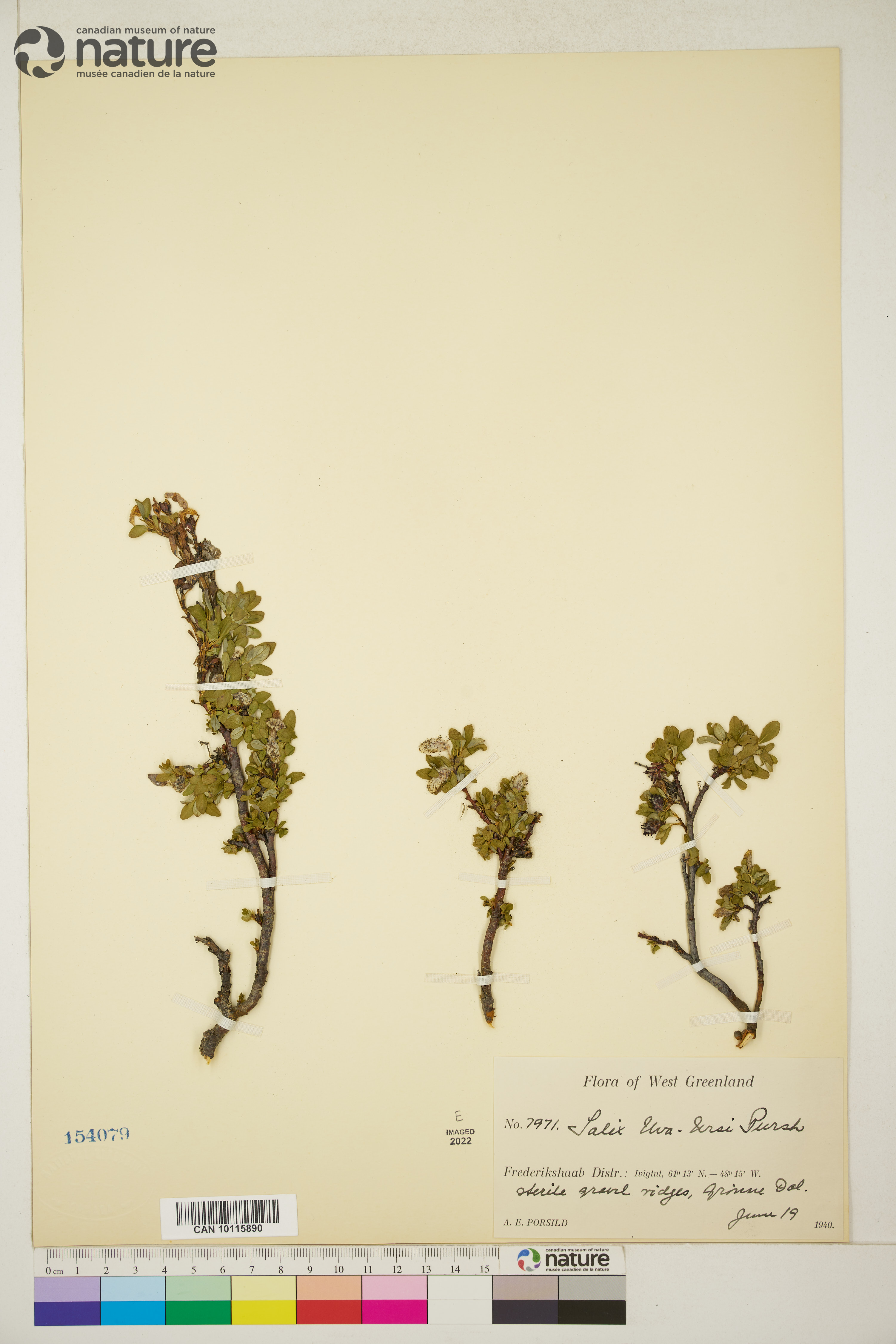 Salix uva-ursi image