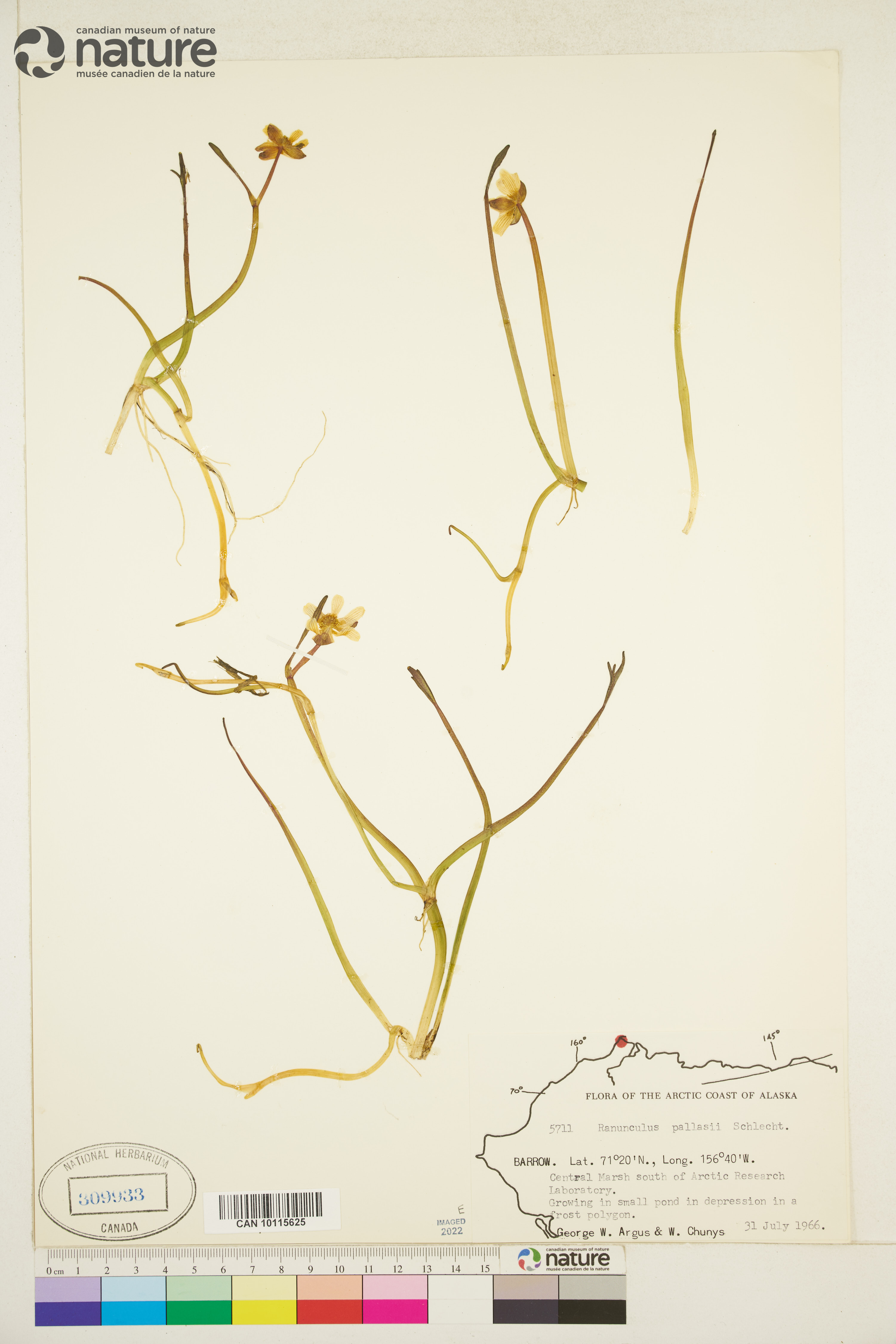 Ranunculus pallasii image