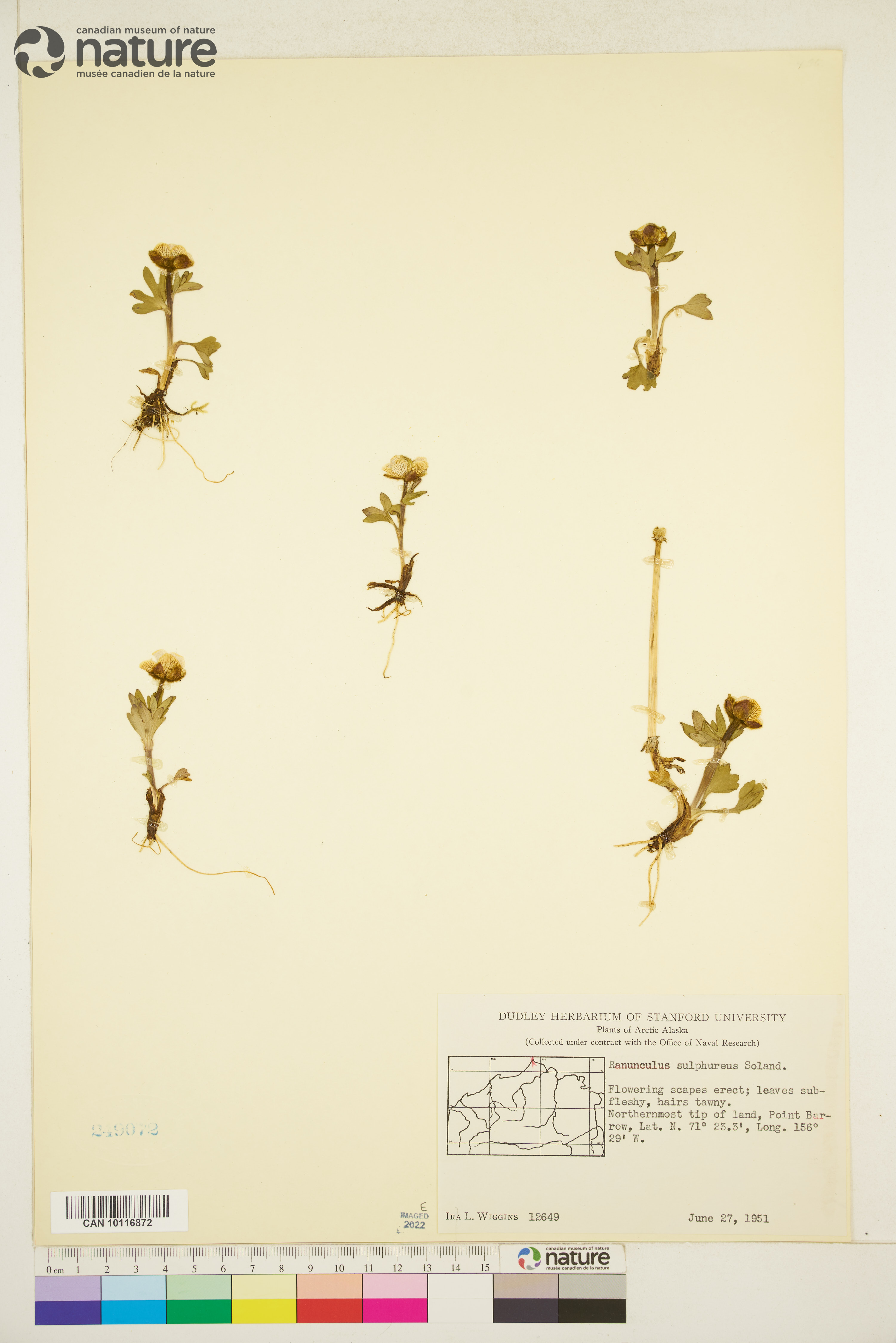 Ranunculus sulphureus image