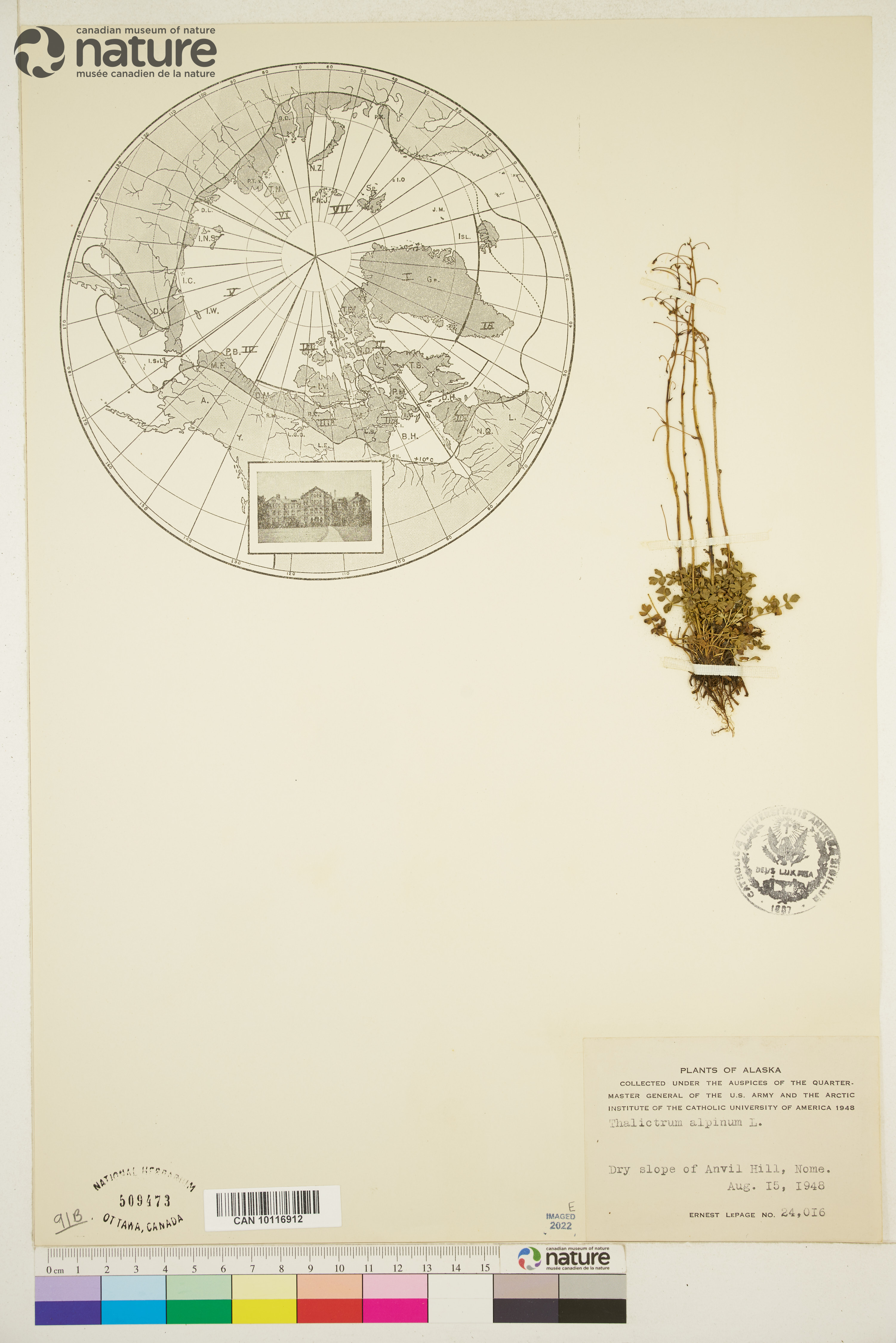 Thalictrum alpinum image