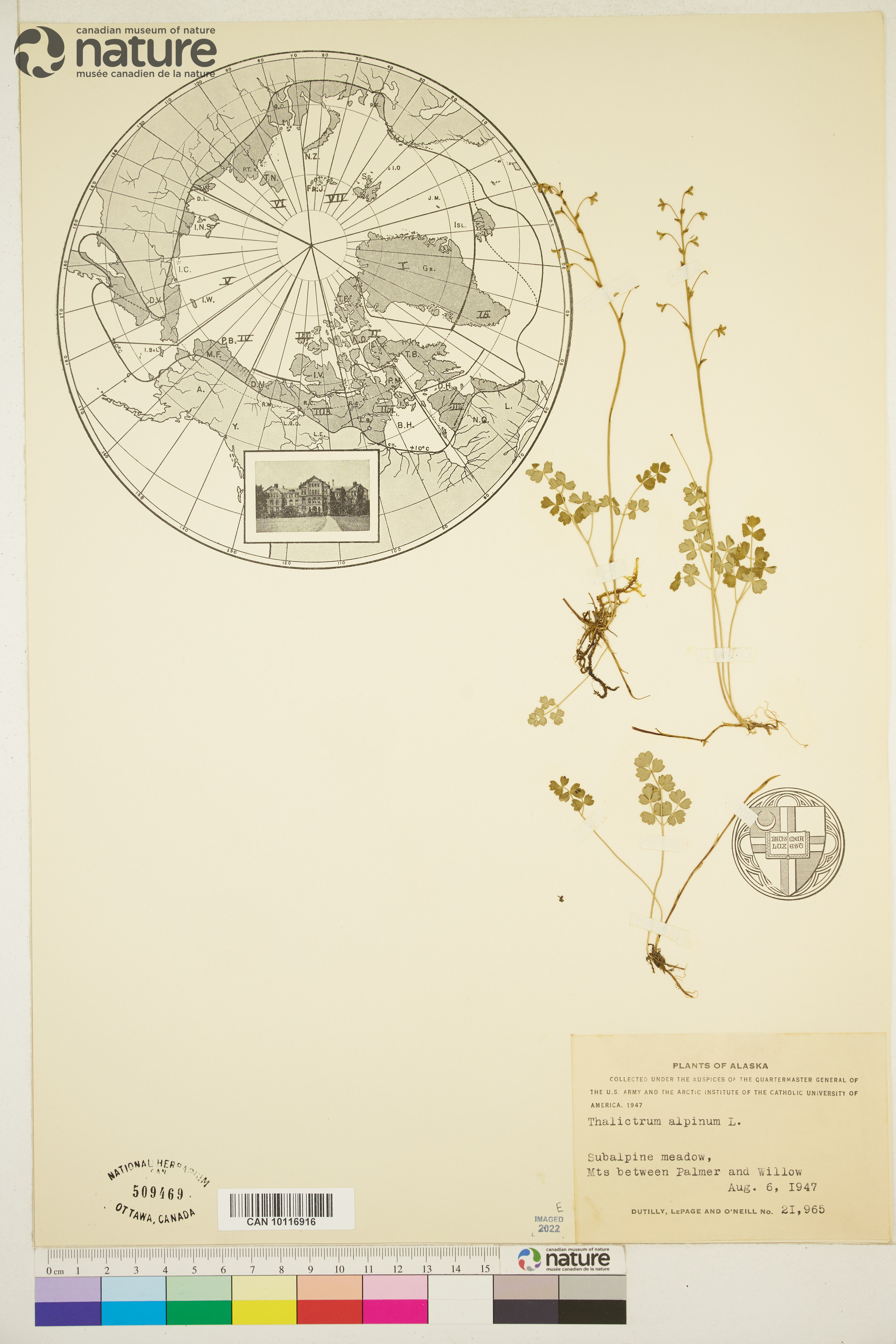 Thalictrum alpinum image